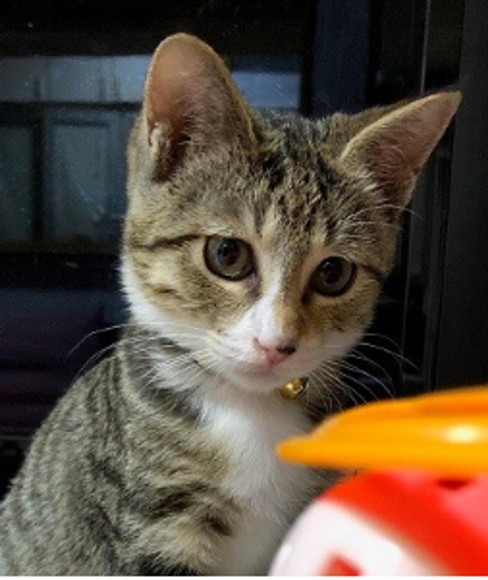 pet-image-6