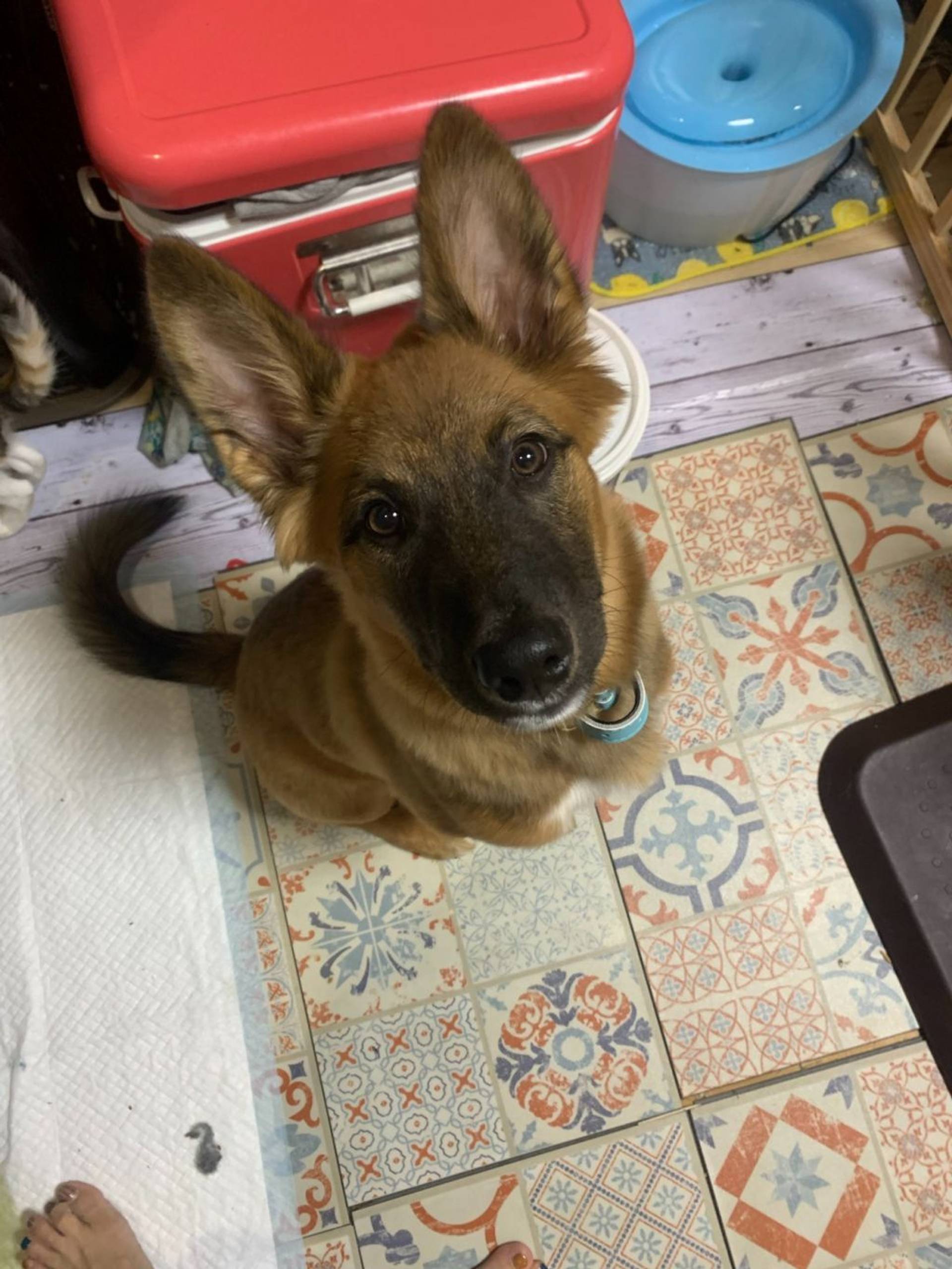 雑種（ミックス犬）・オスの里親募集の写真