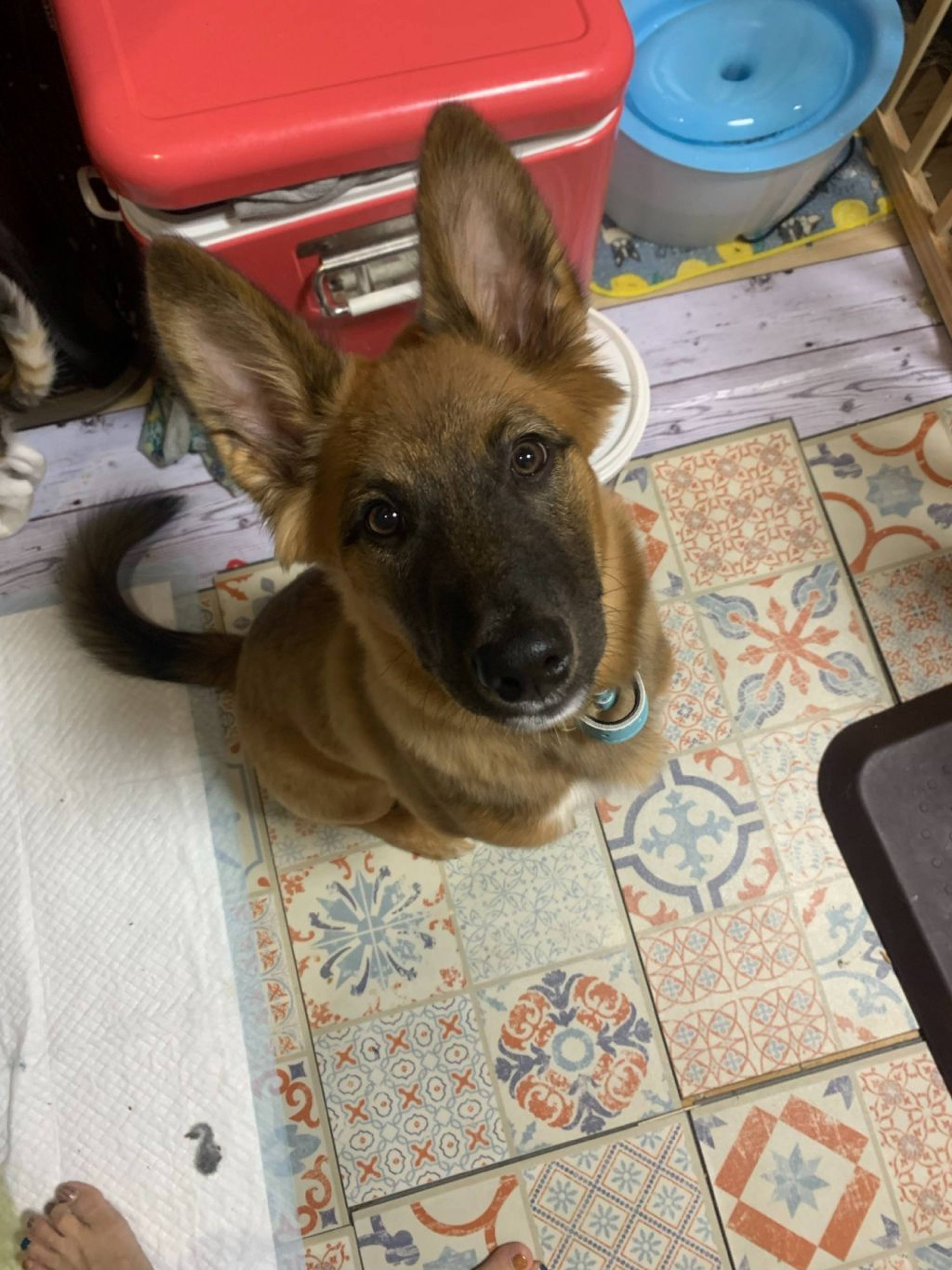 雑種（ミックス犬）・オスの里親募集の写真