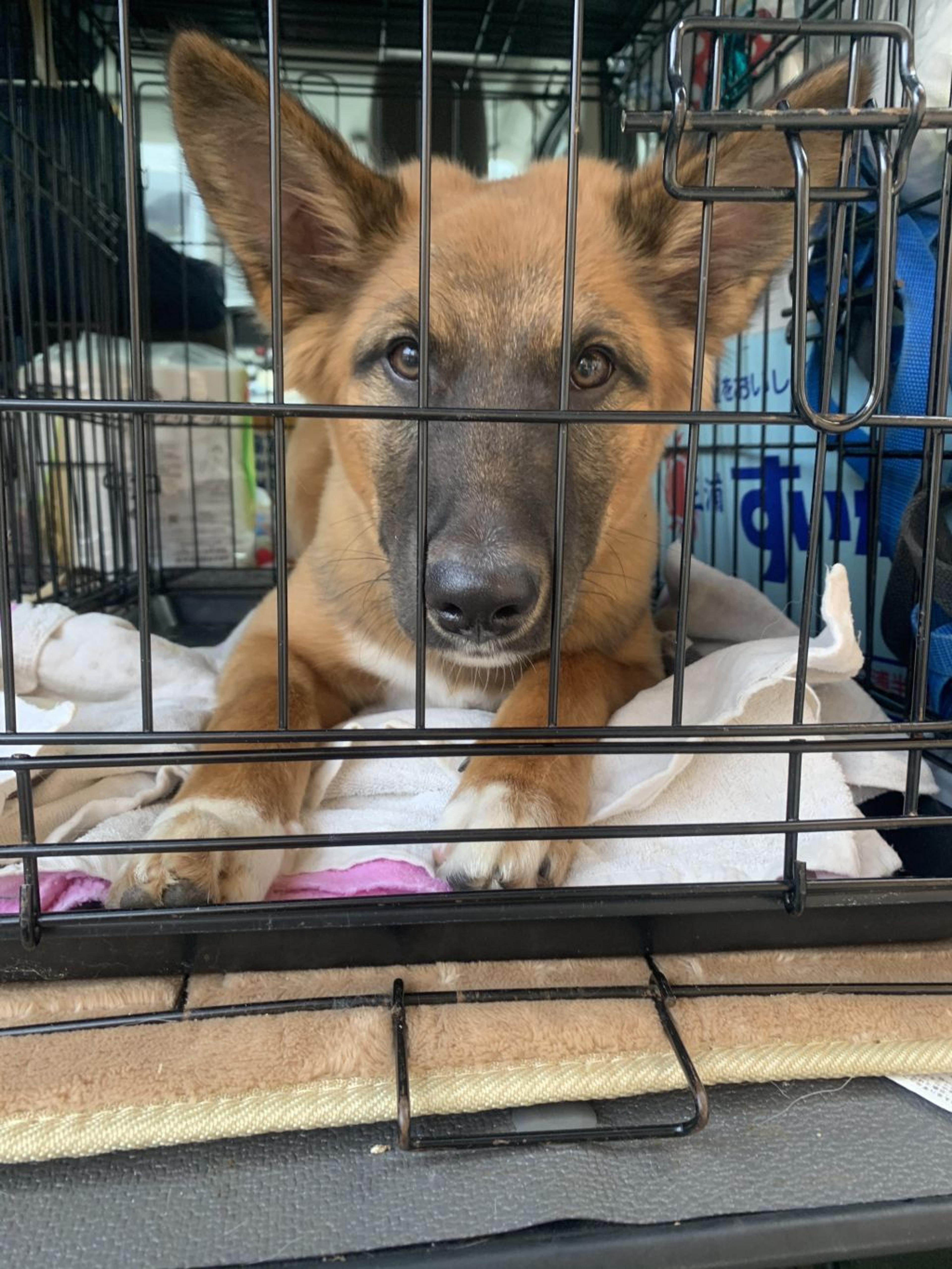 pet-image-3