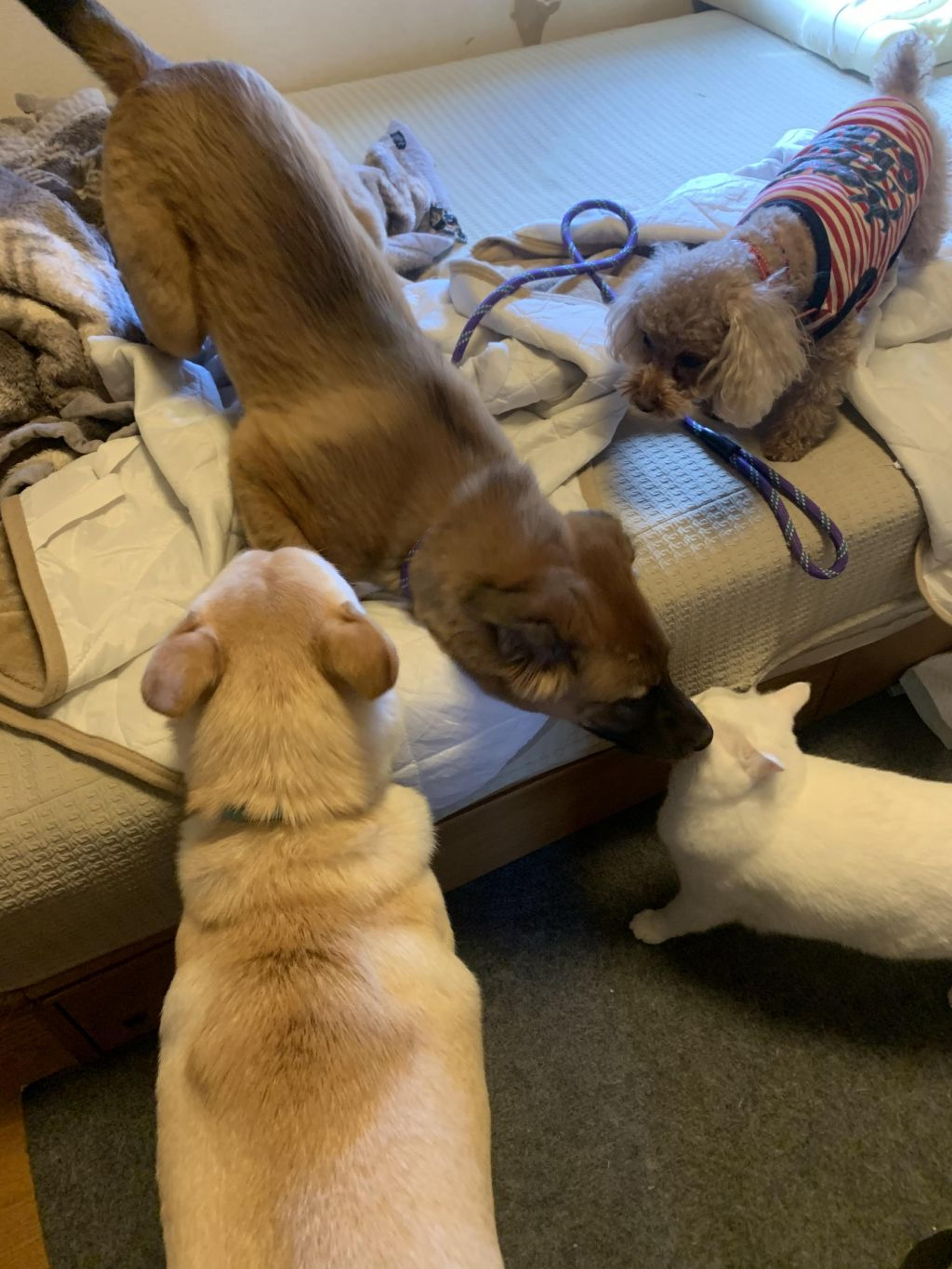 pet-image-4