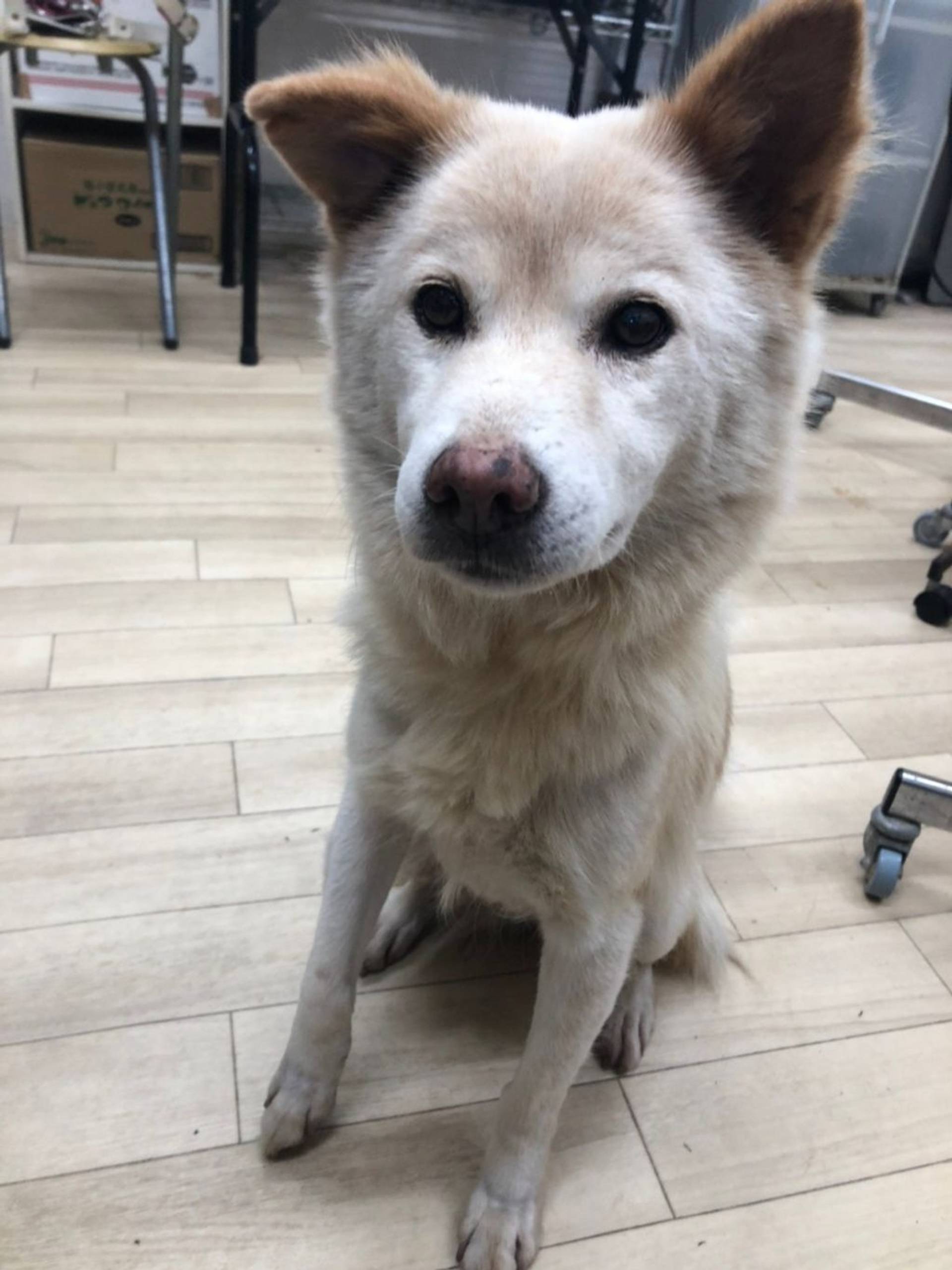 雑種（ミックス犬）・メスの里親募集の写真