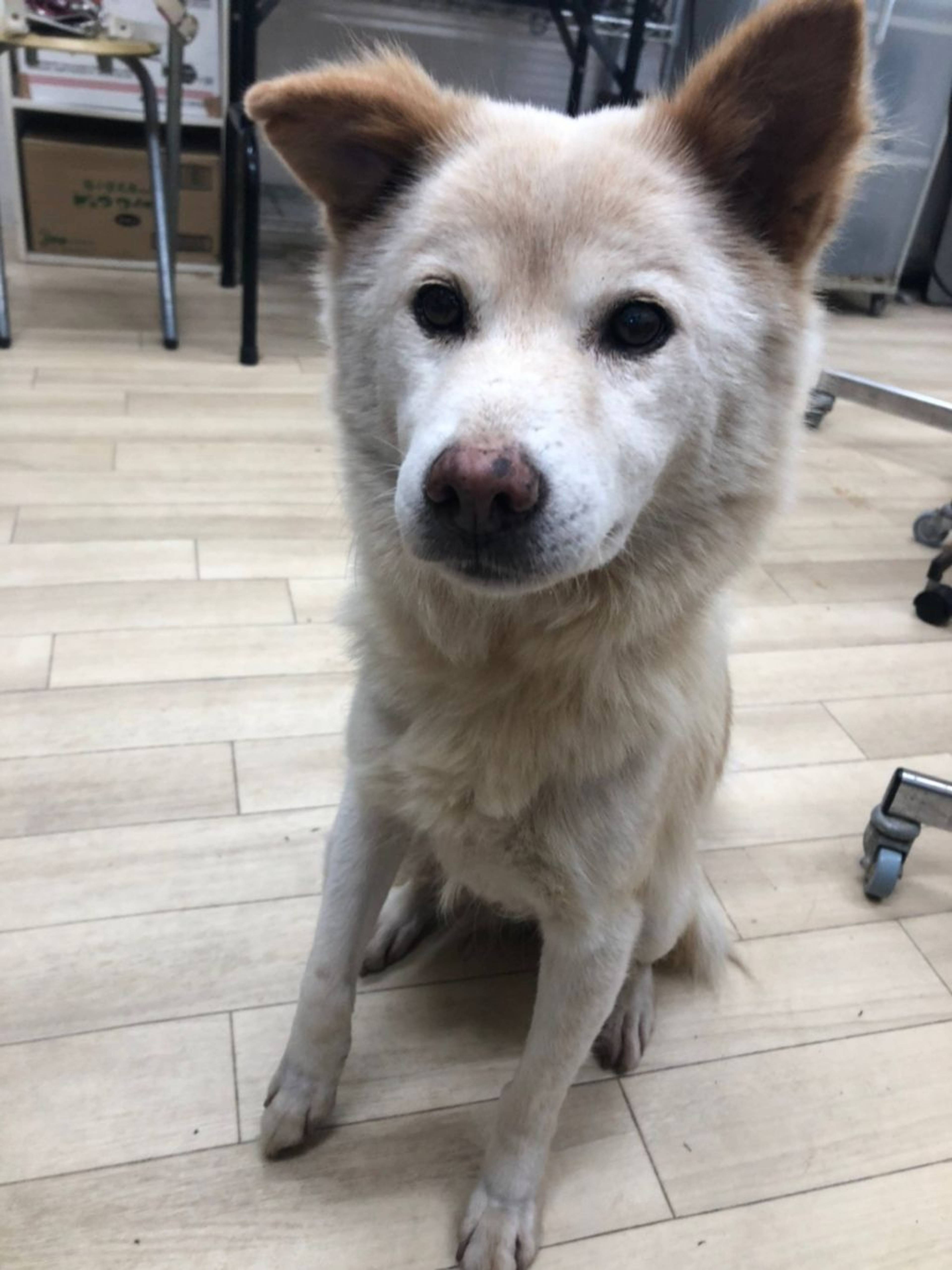 雑種（ミックス犬）・メスの里親募集の写真