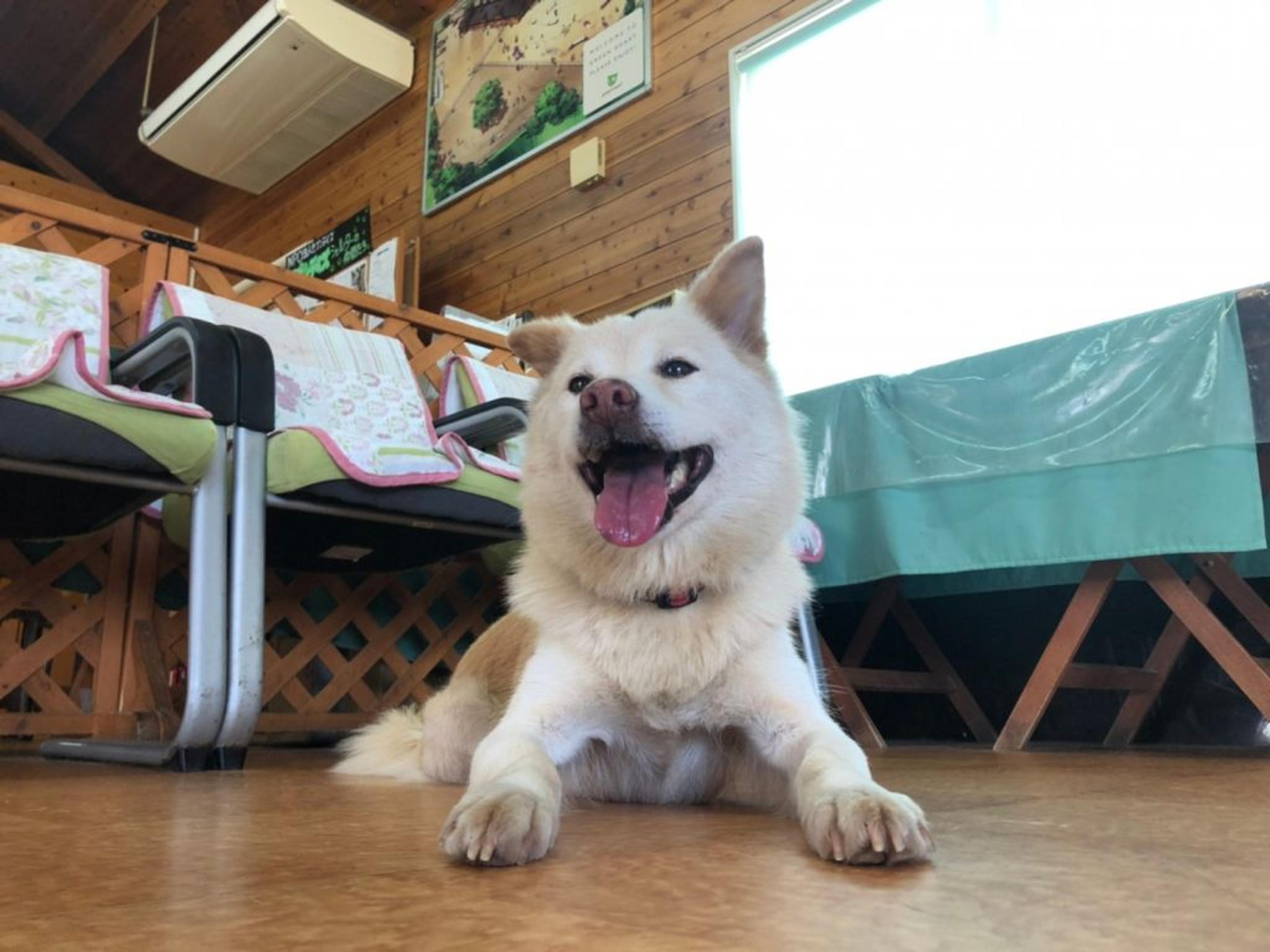 pet-image-2