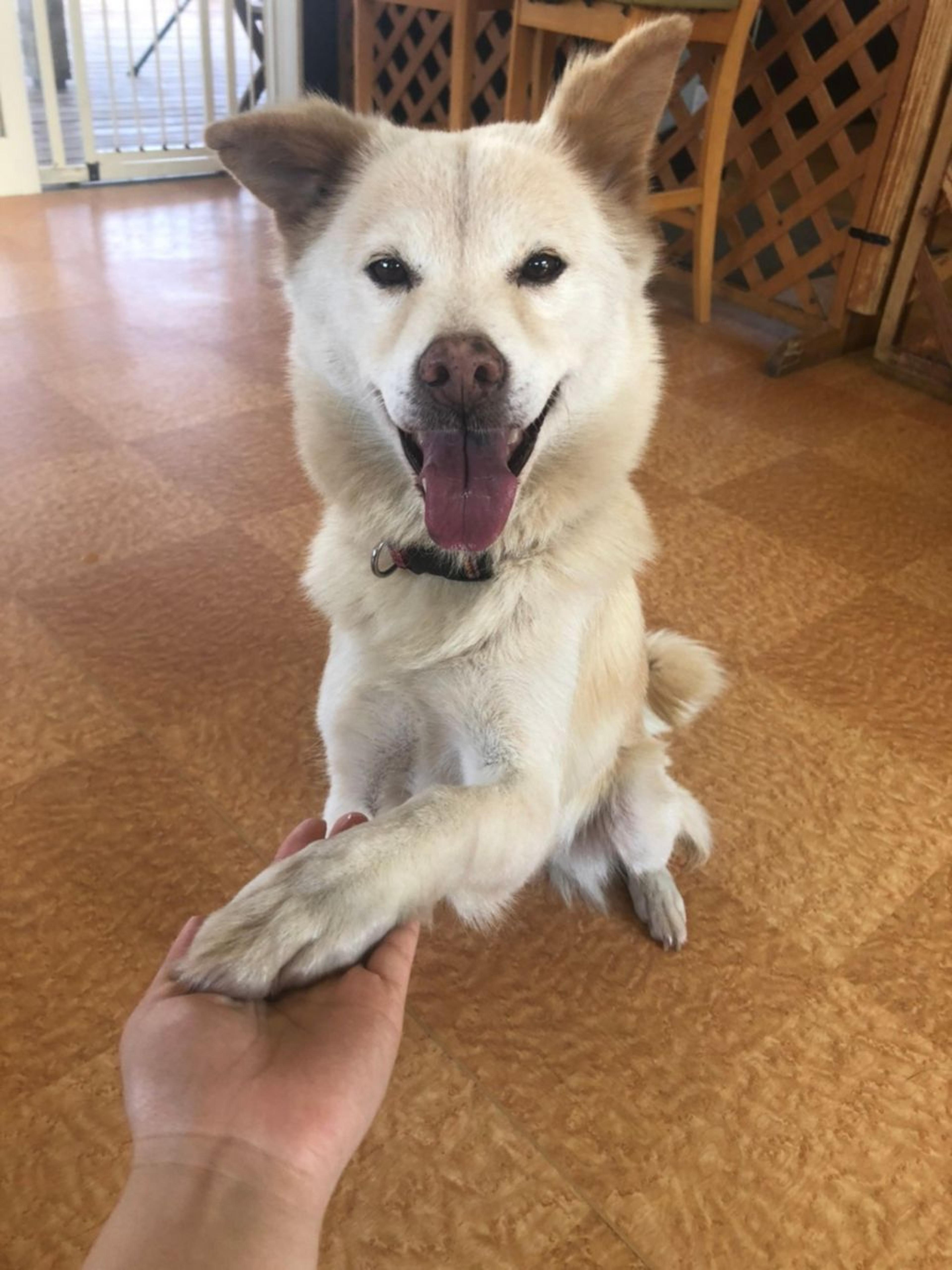 pet-image-6