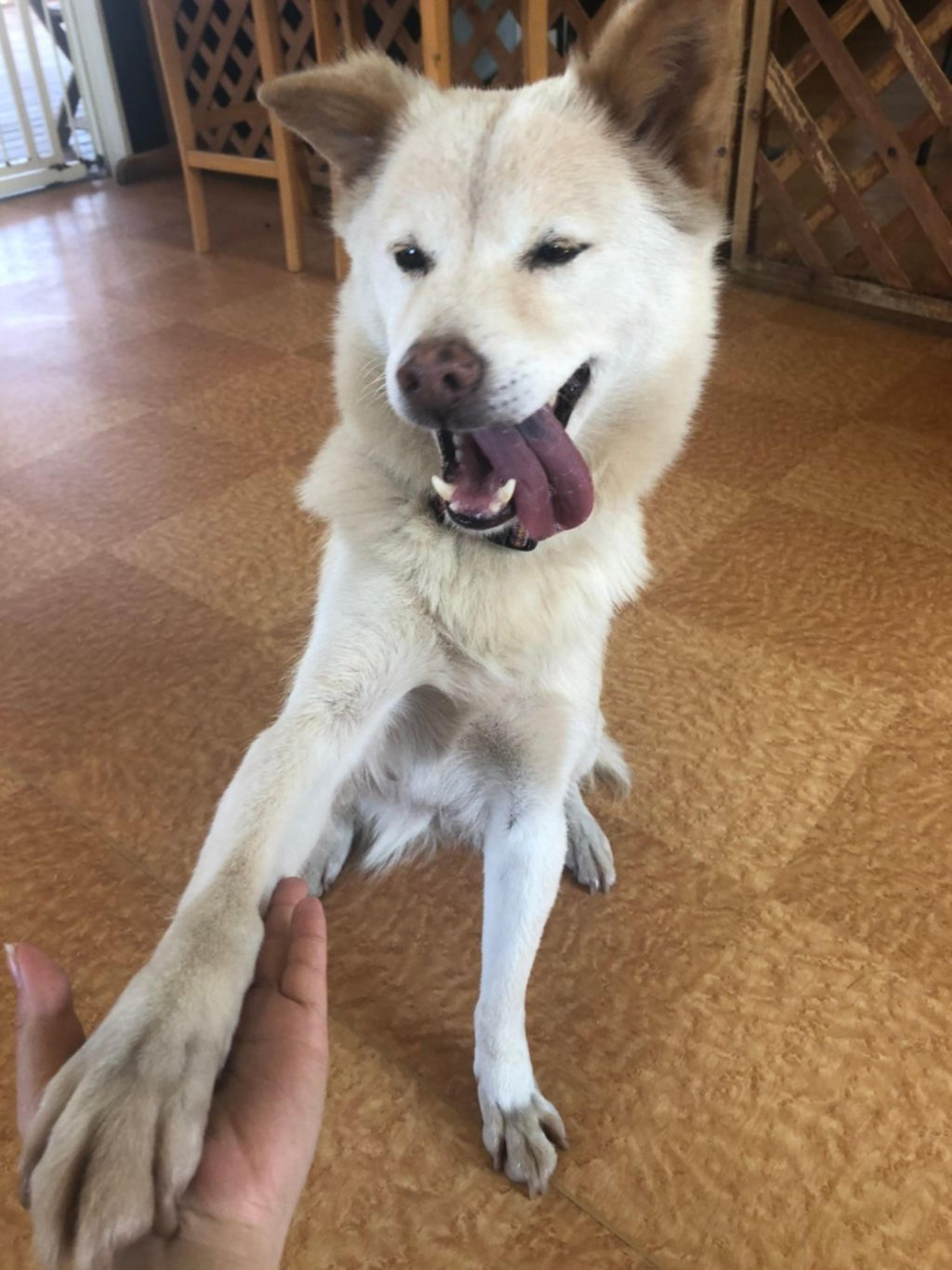 pet-image-7