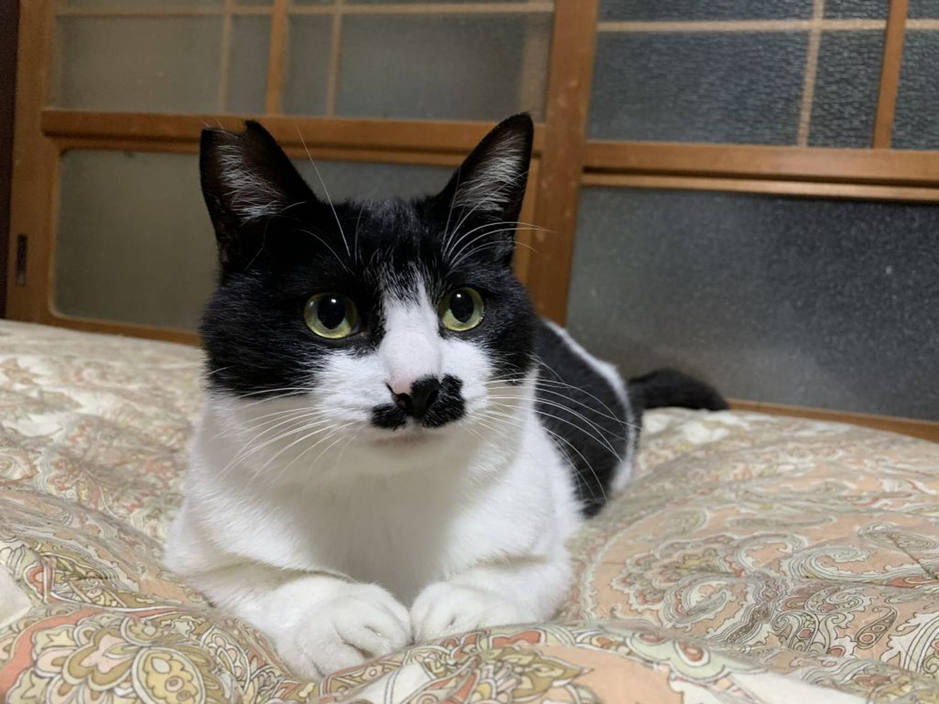 雑種（ミックス猫）・オスの里親募集の写真