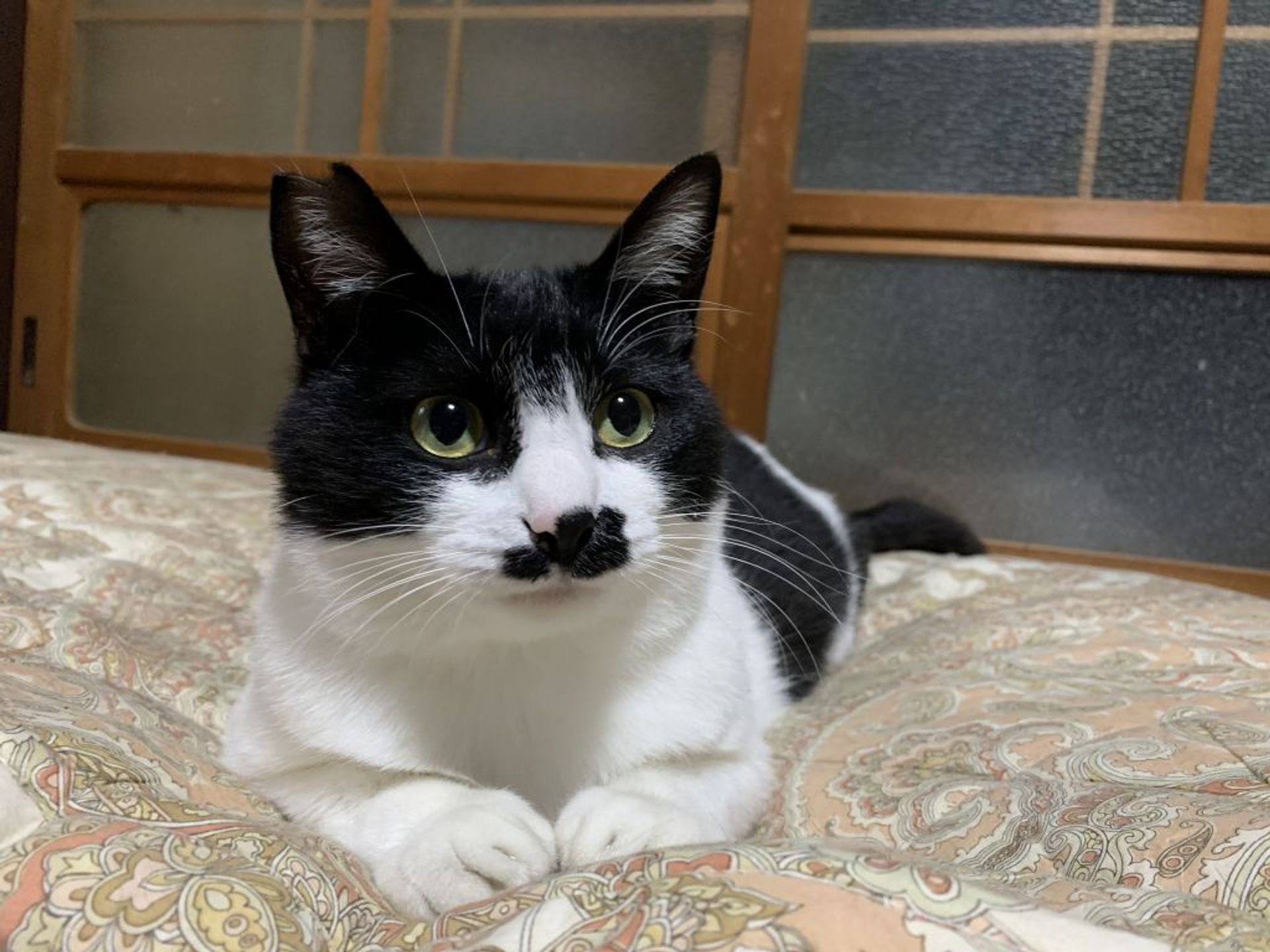 雑種（ミックス猫）・オスの里親募集の写真