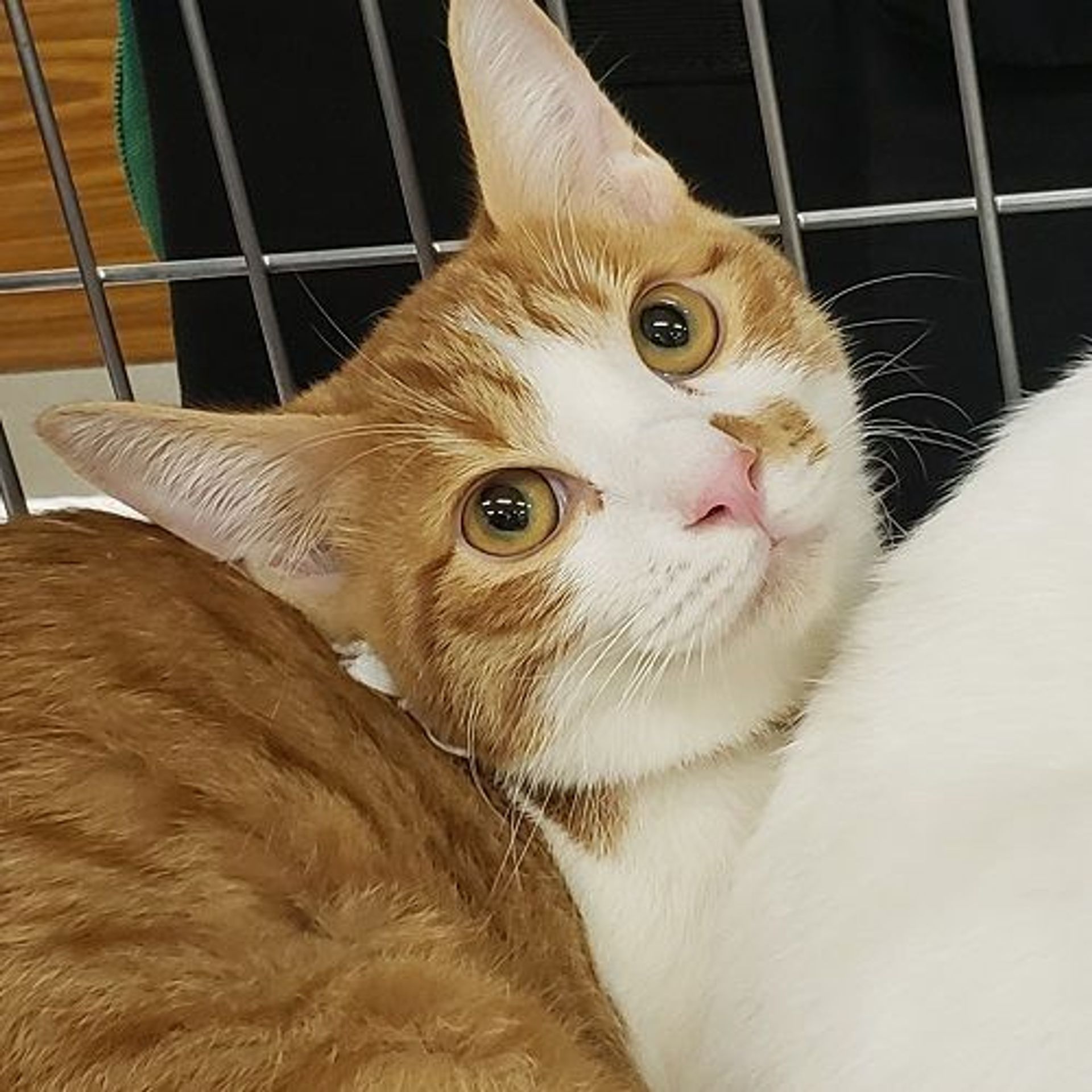 雑種（ミックス猫）・オスの里親募集の写真