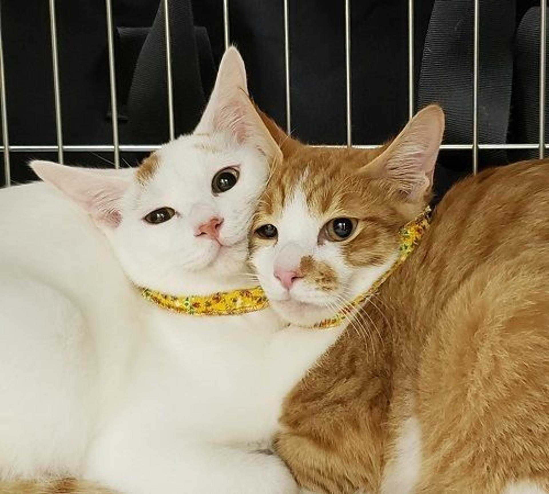 pet-image-4