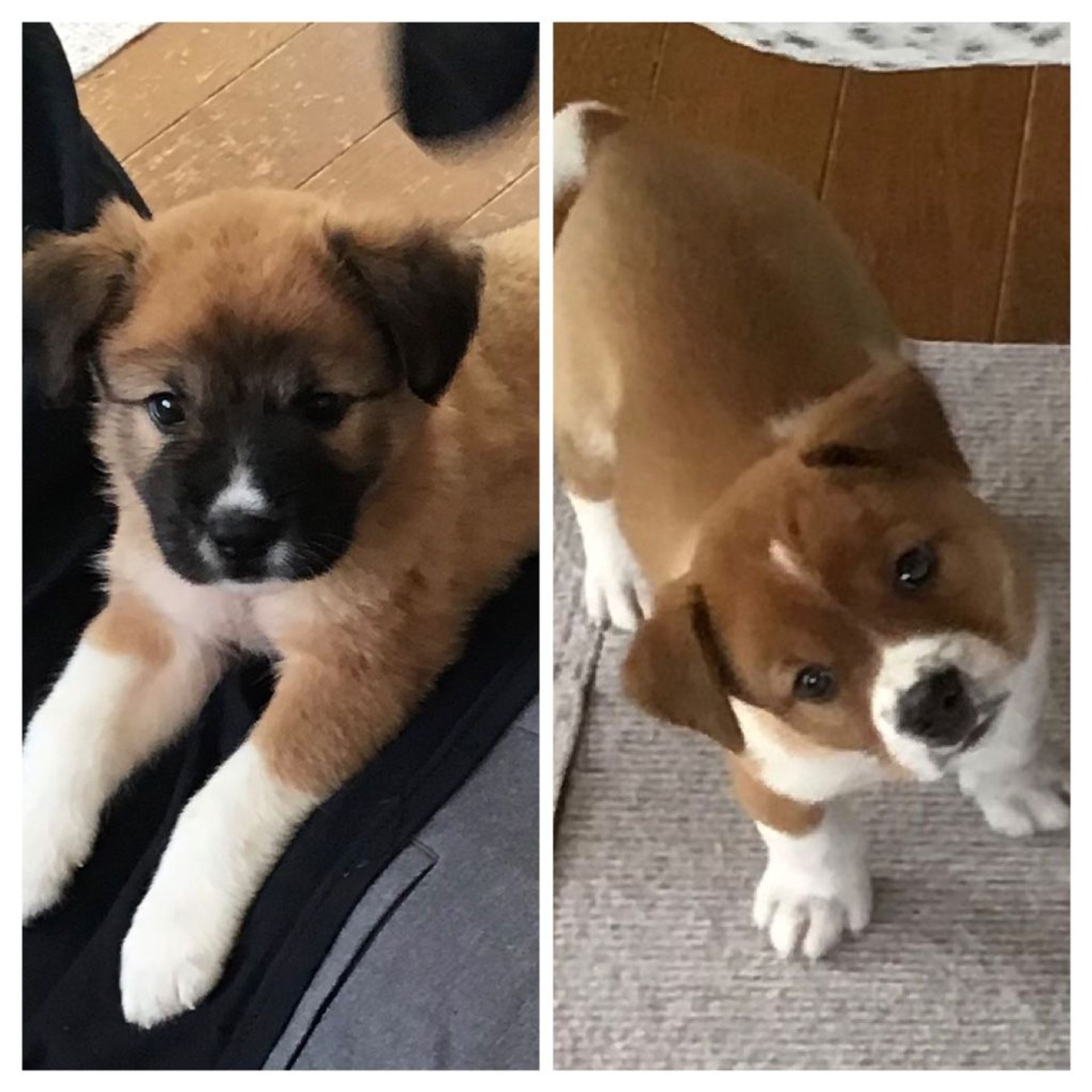 雑種（ミックス犬）・オスの里親募集の写真
