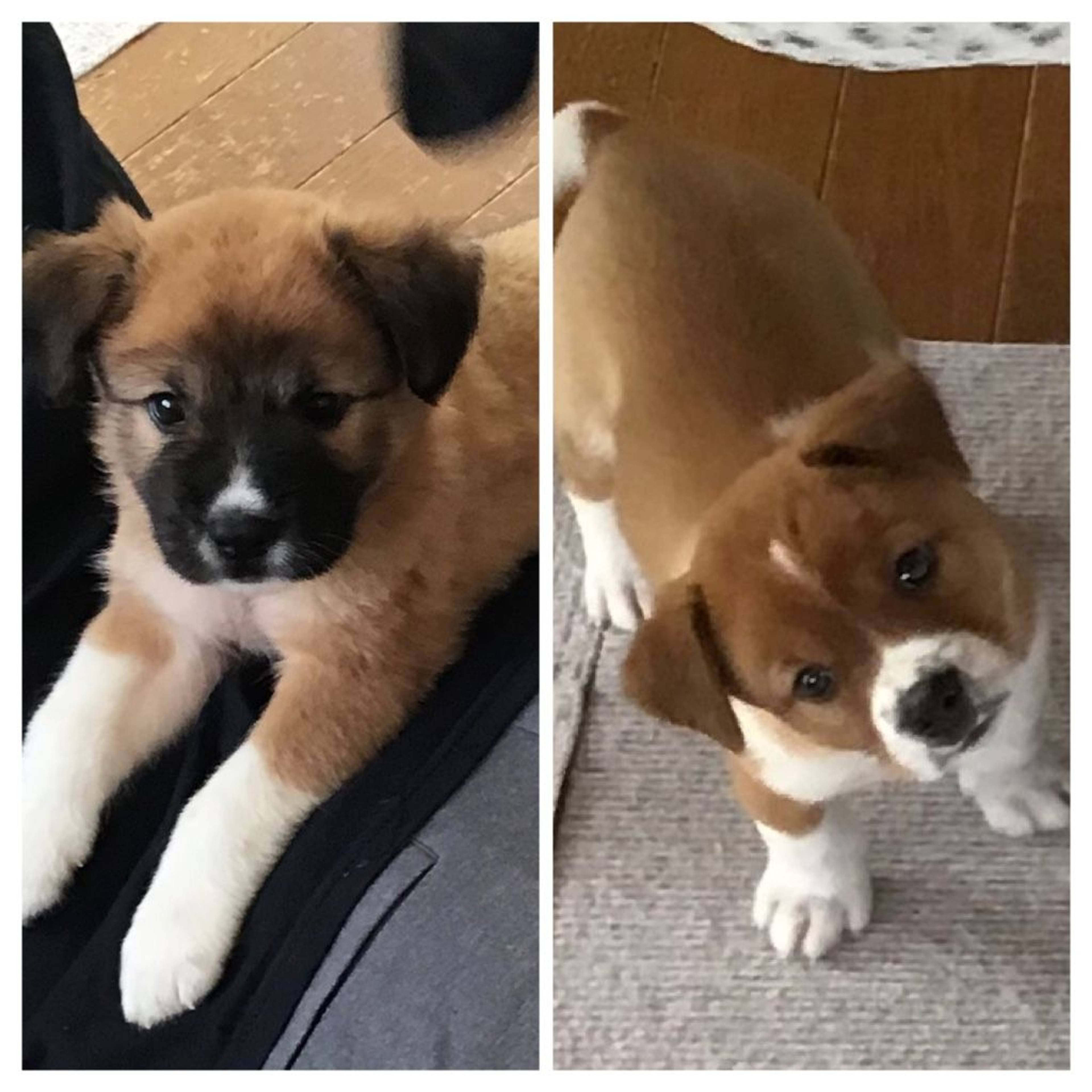 雑種（ミックス犬）・オスの里親募集の写真