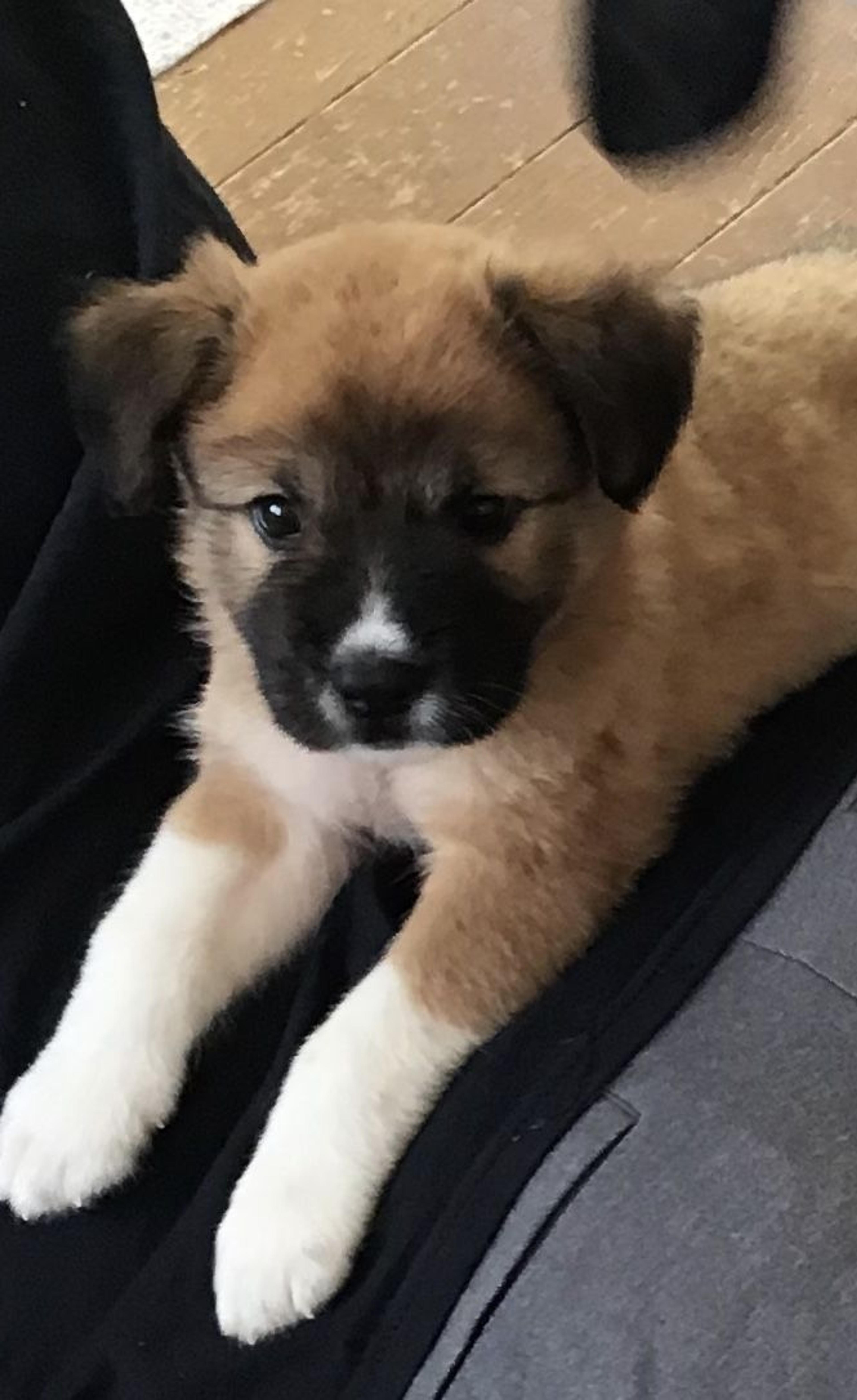 pet-image-2