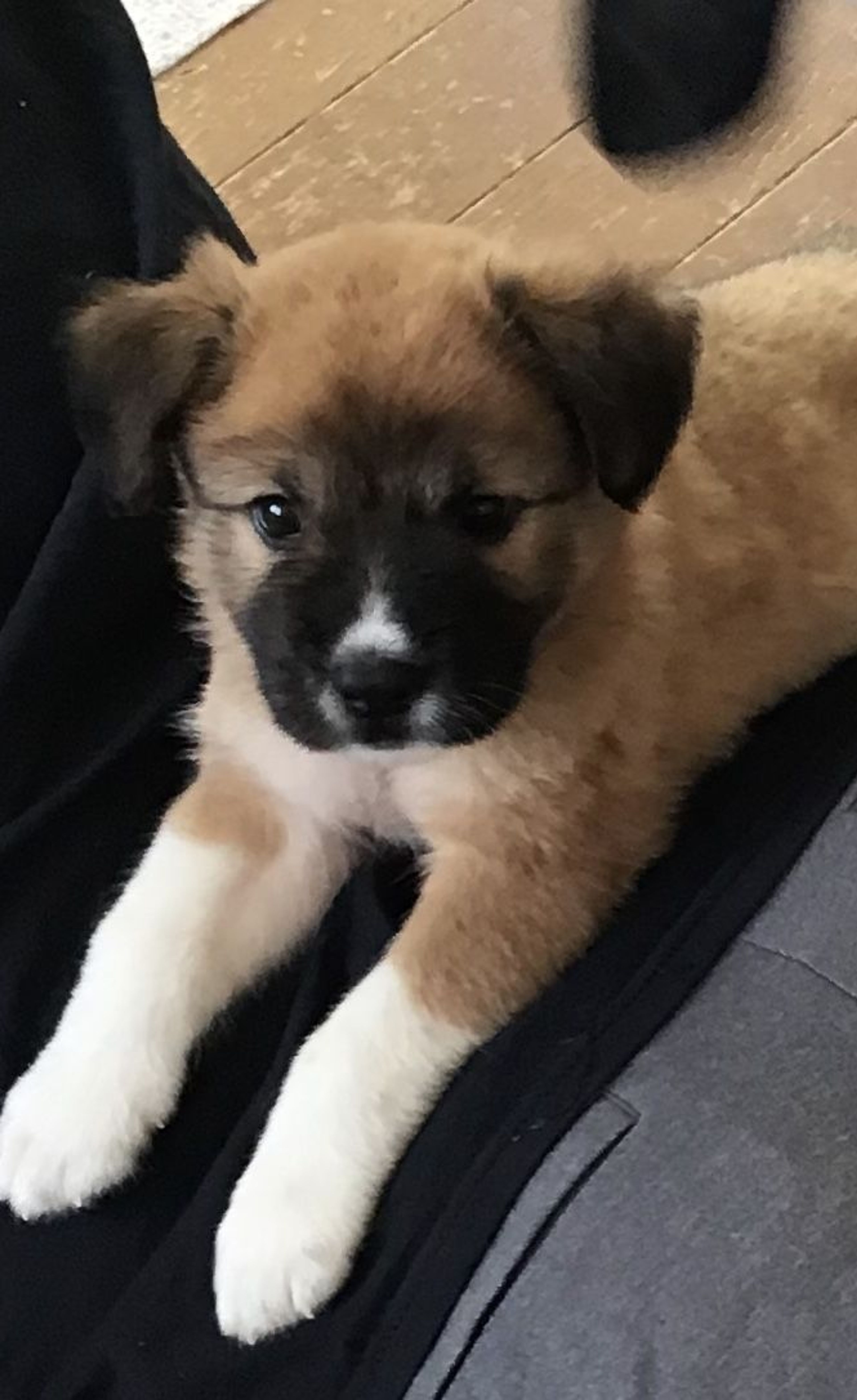 pet-image-2