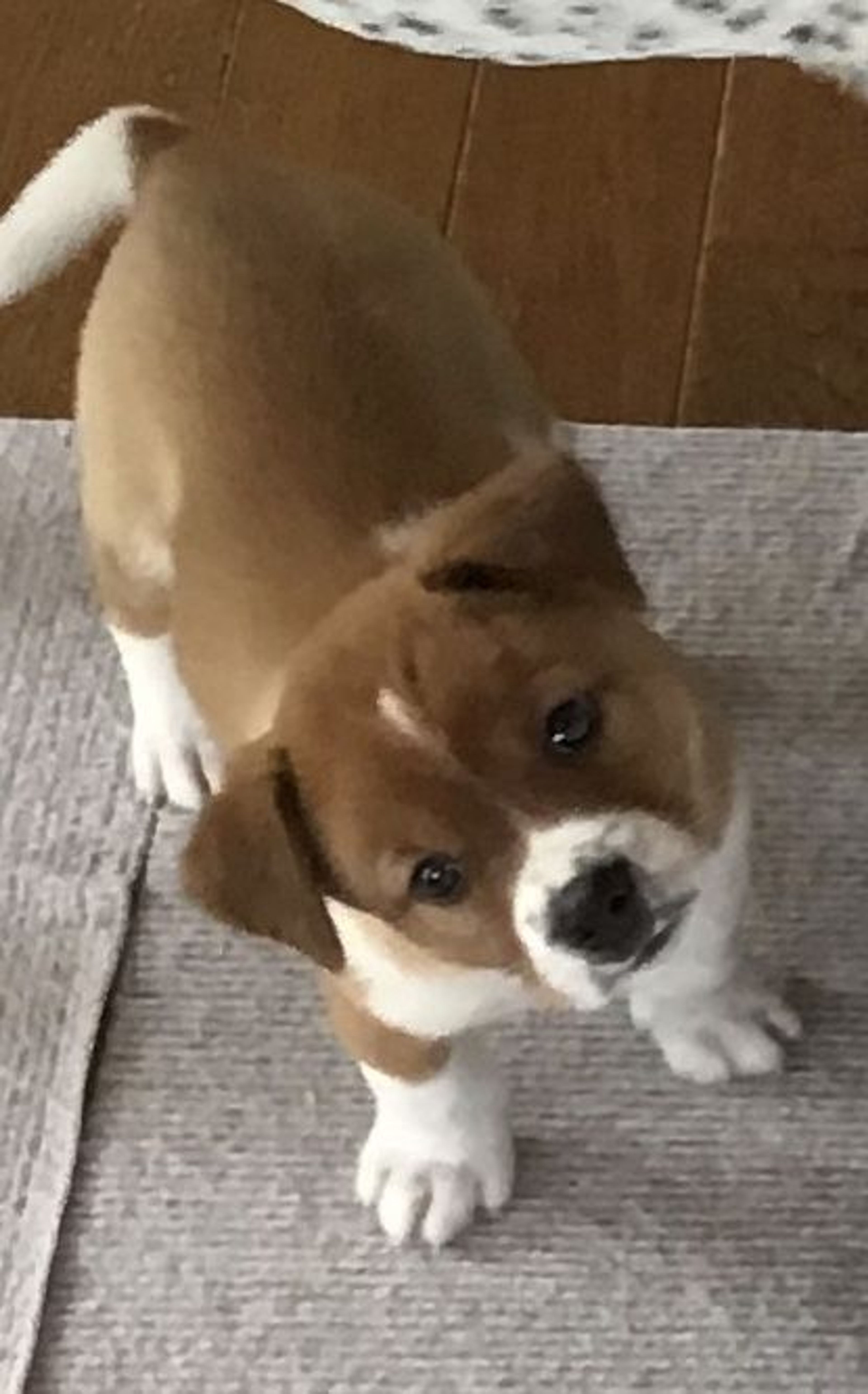 pet-image-3