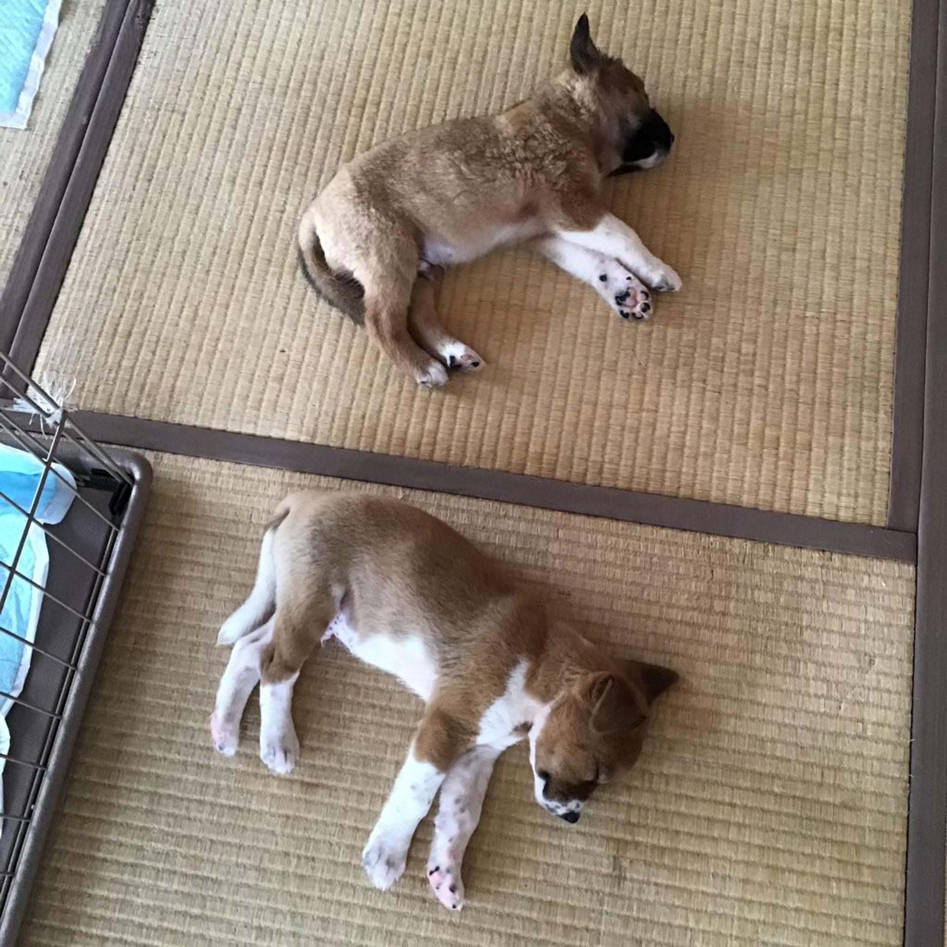 pet-image-4