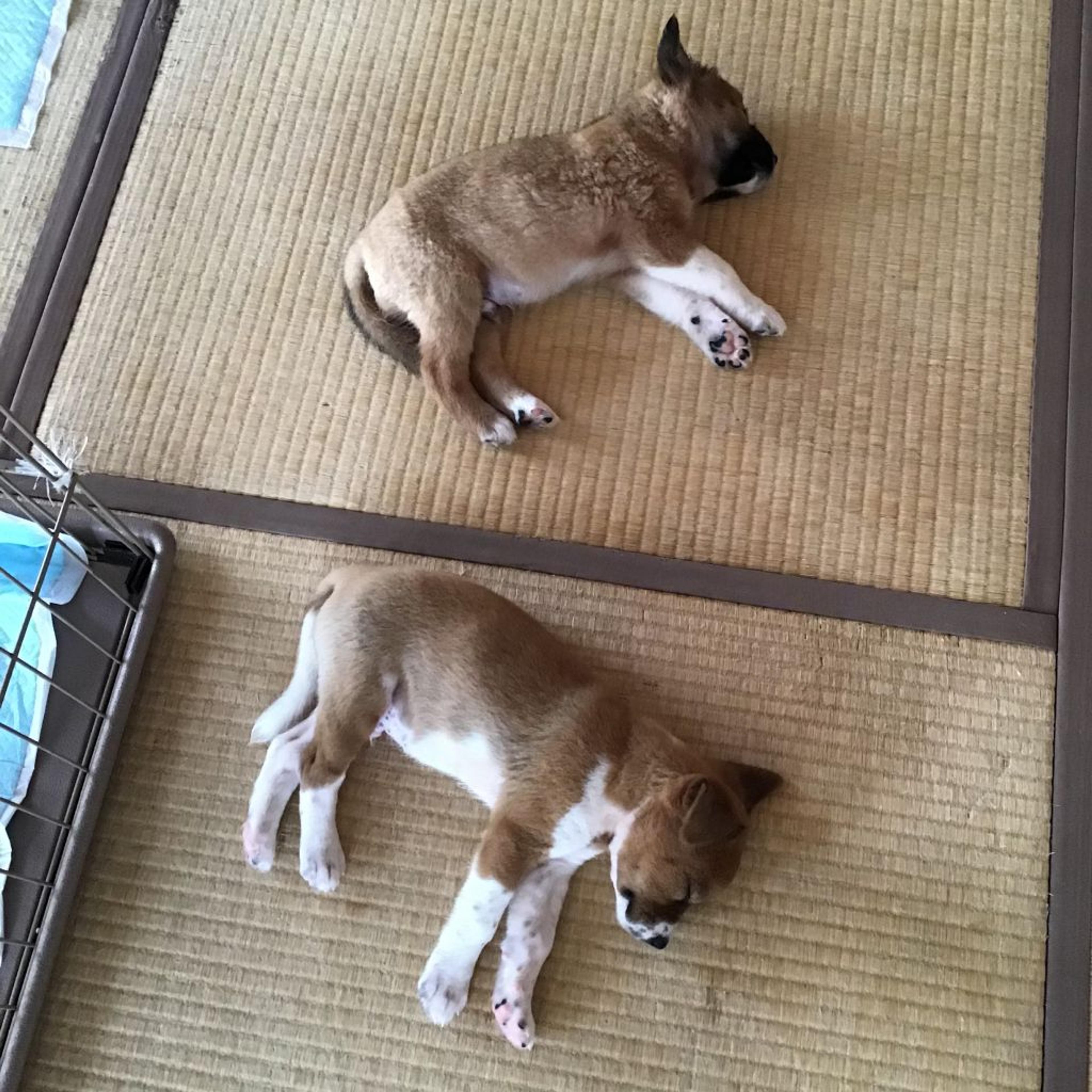 pet-image-4