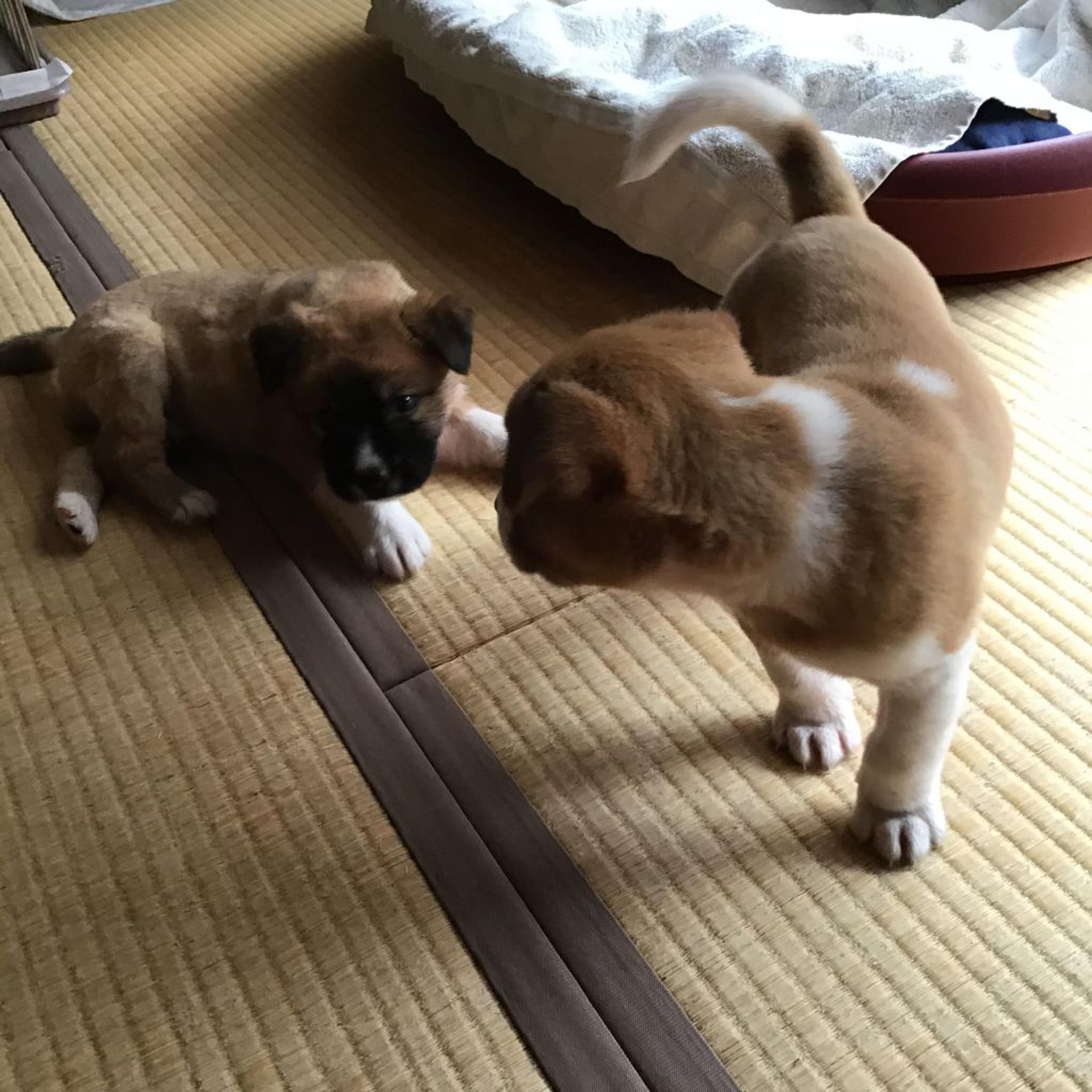 pet-image-5