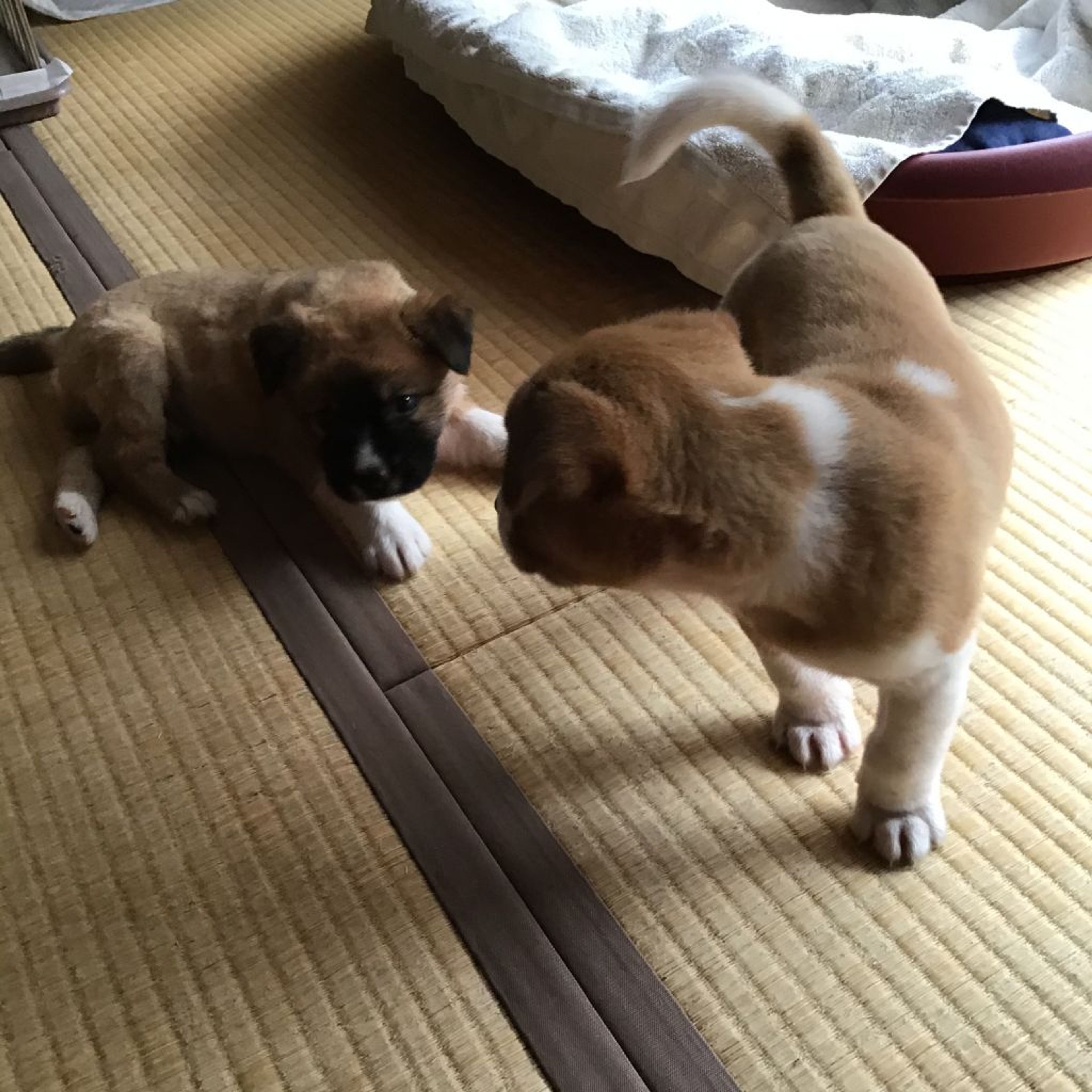 pet-image-5