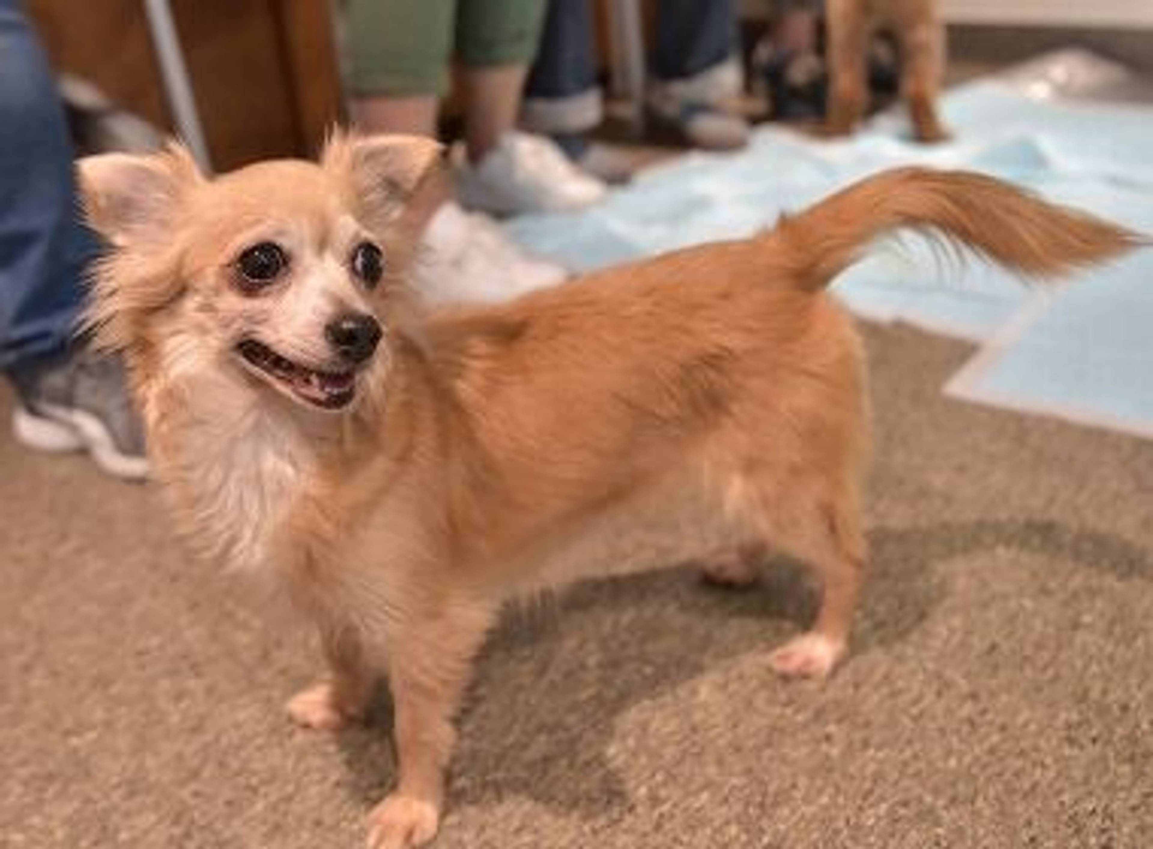雑種（ミックス犬）・メスの里親募集の写真
