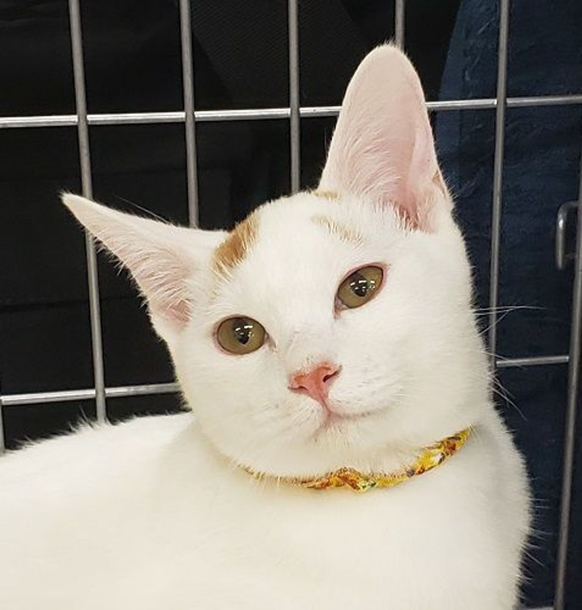 雑種（ミックス猫）・オスの里親募集の写真