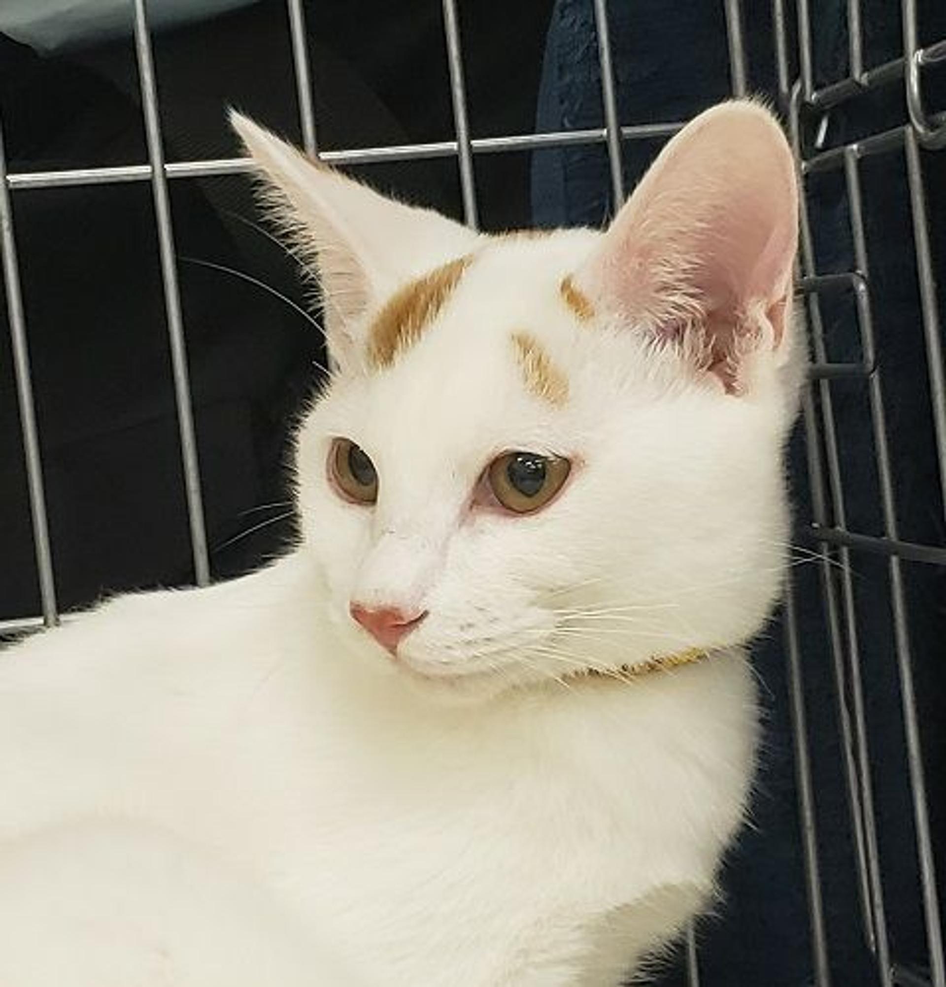 pet-image-3
