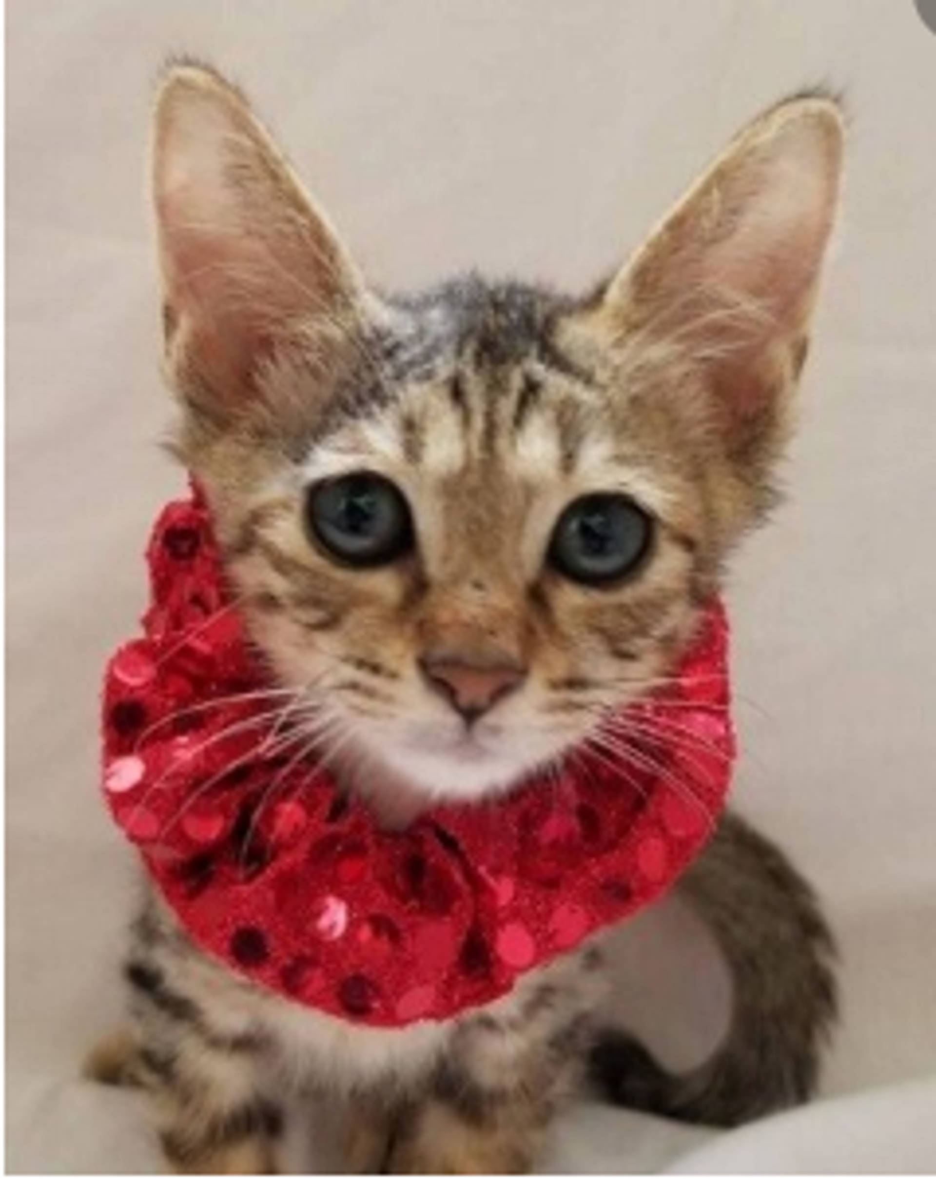雑種（ミックス猫）・オスの里親募集の写真