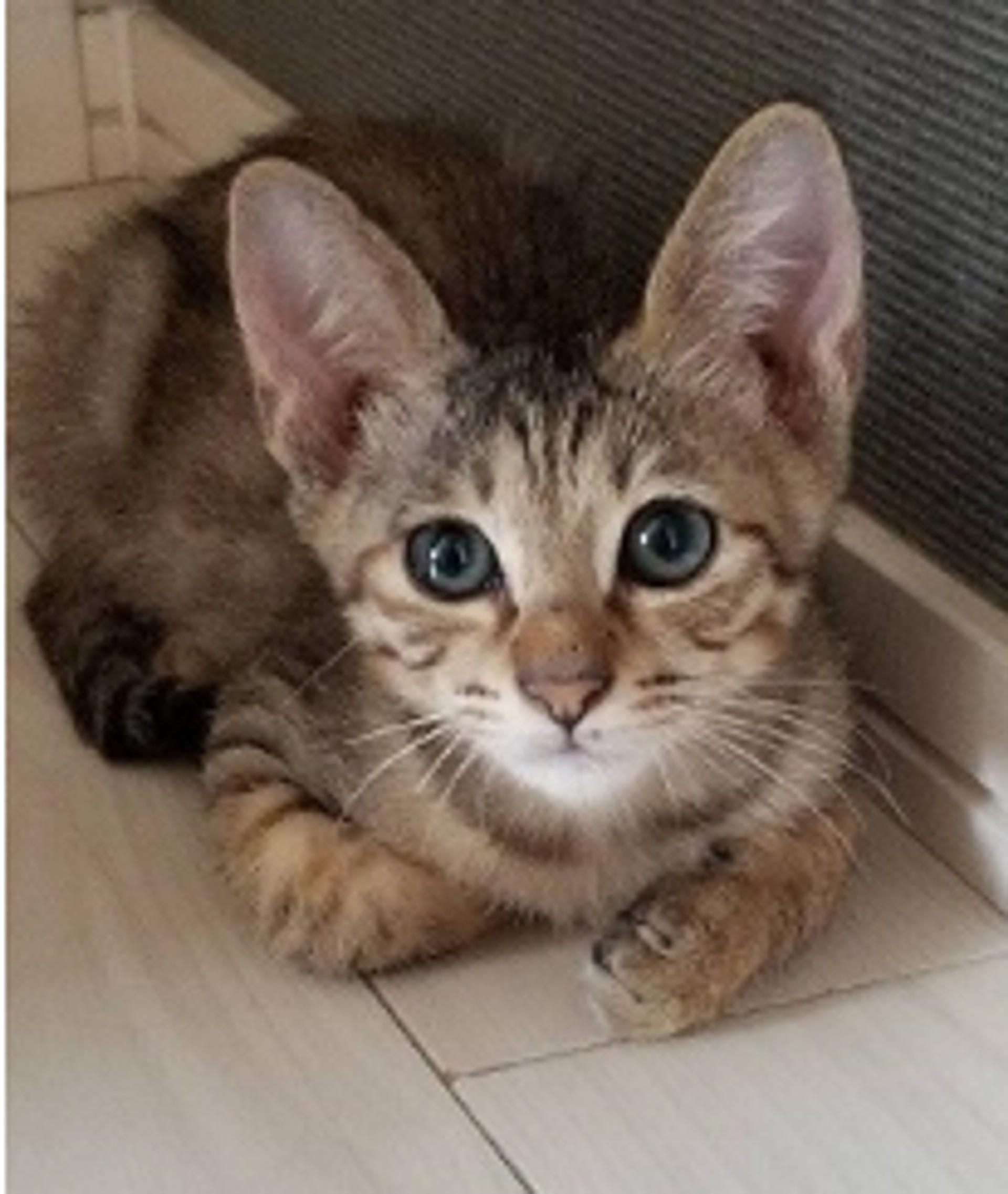 pet-image-4