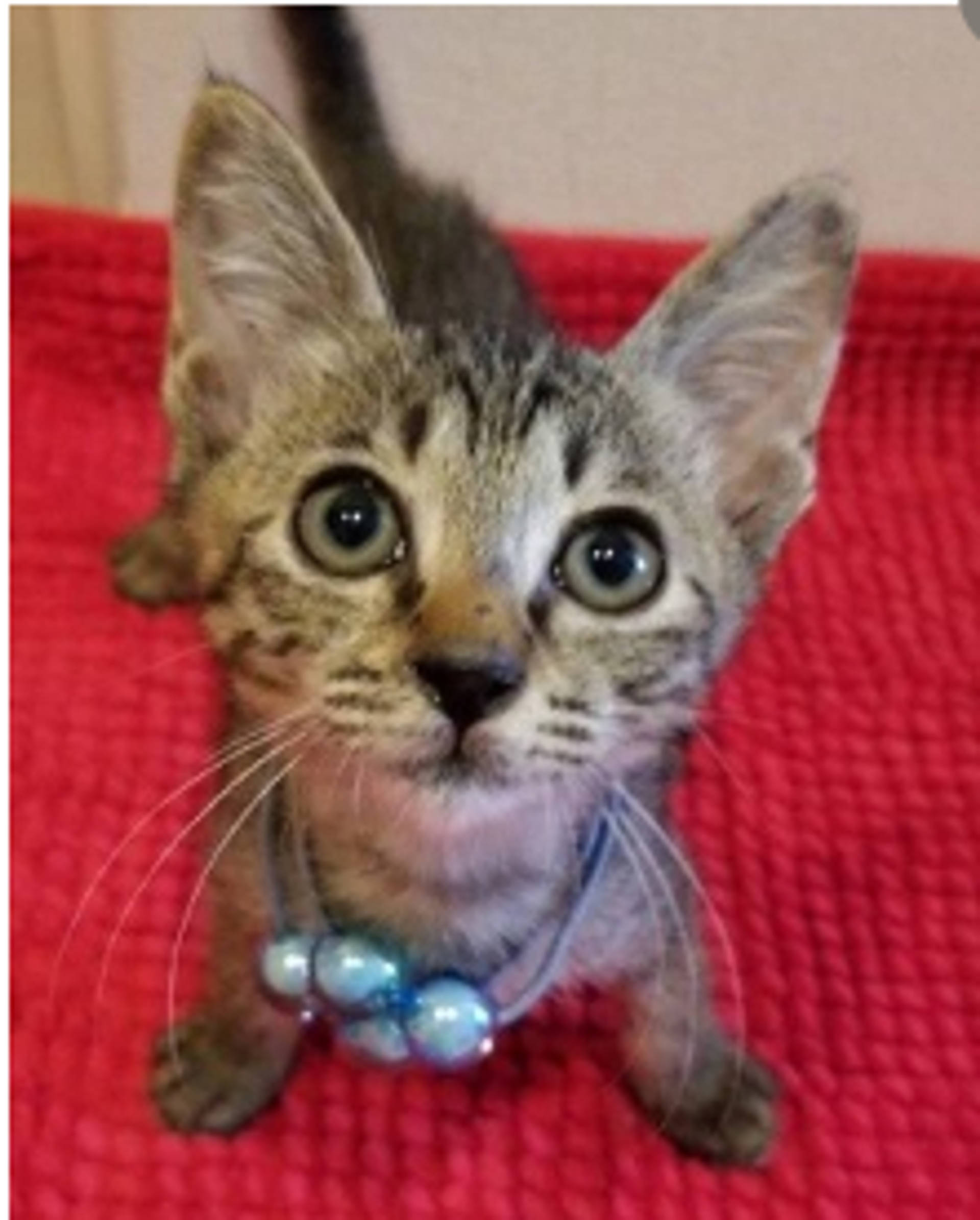 雑種（ミックス猫）・オスの里親募集の写真