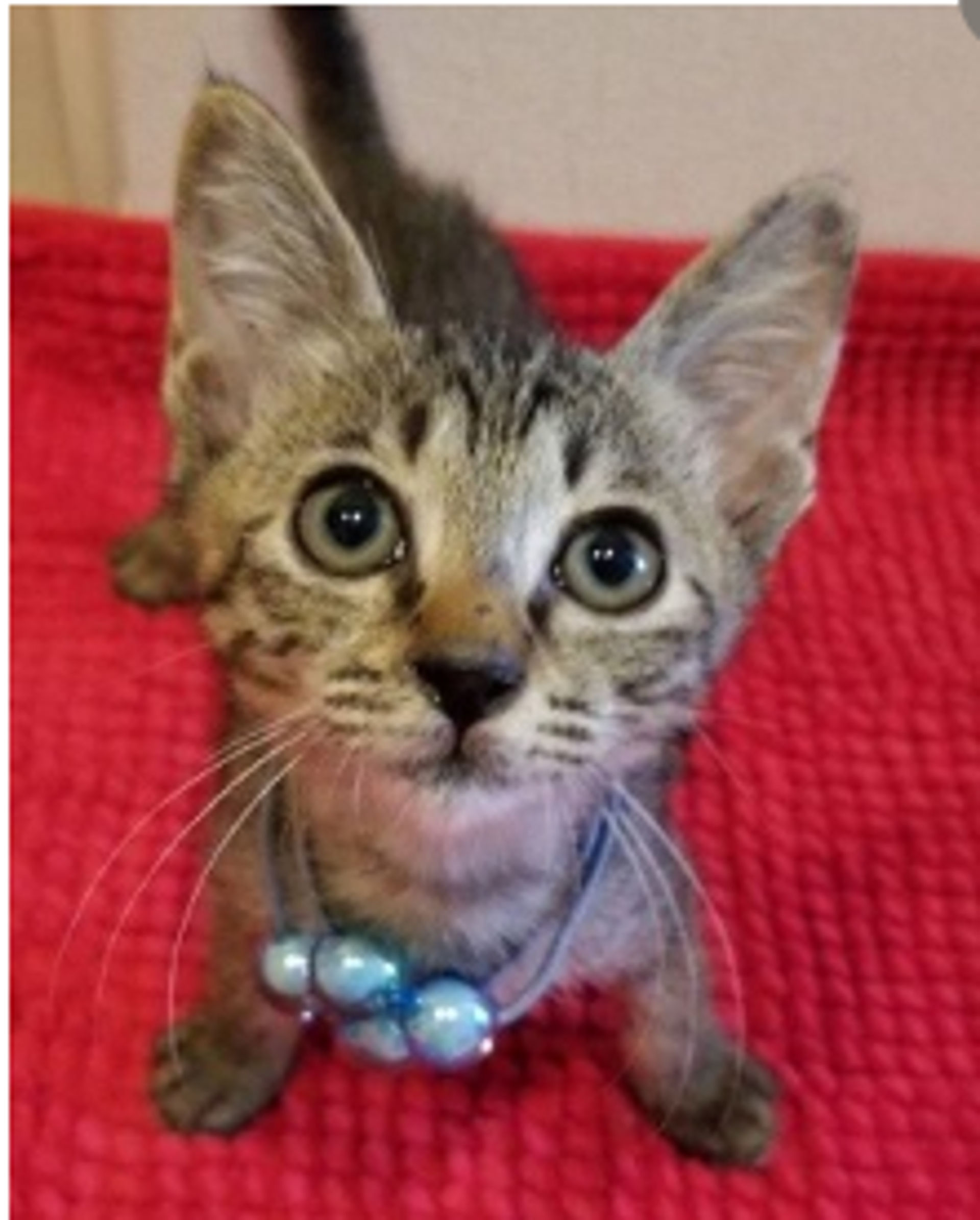 雑種（ミックス猫）・オスの里親募集の写真