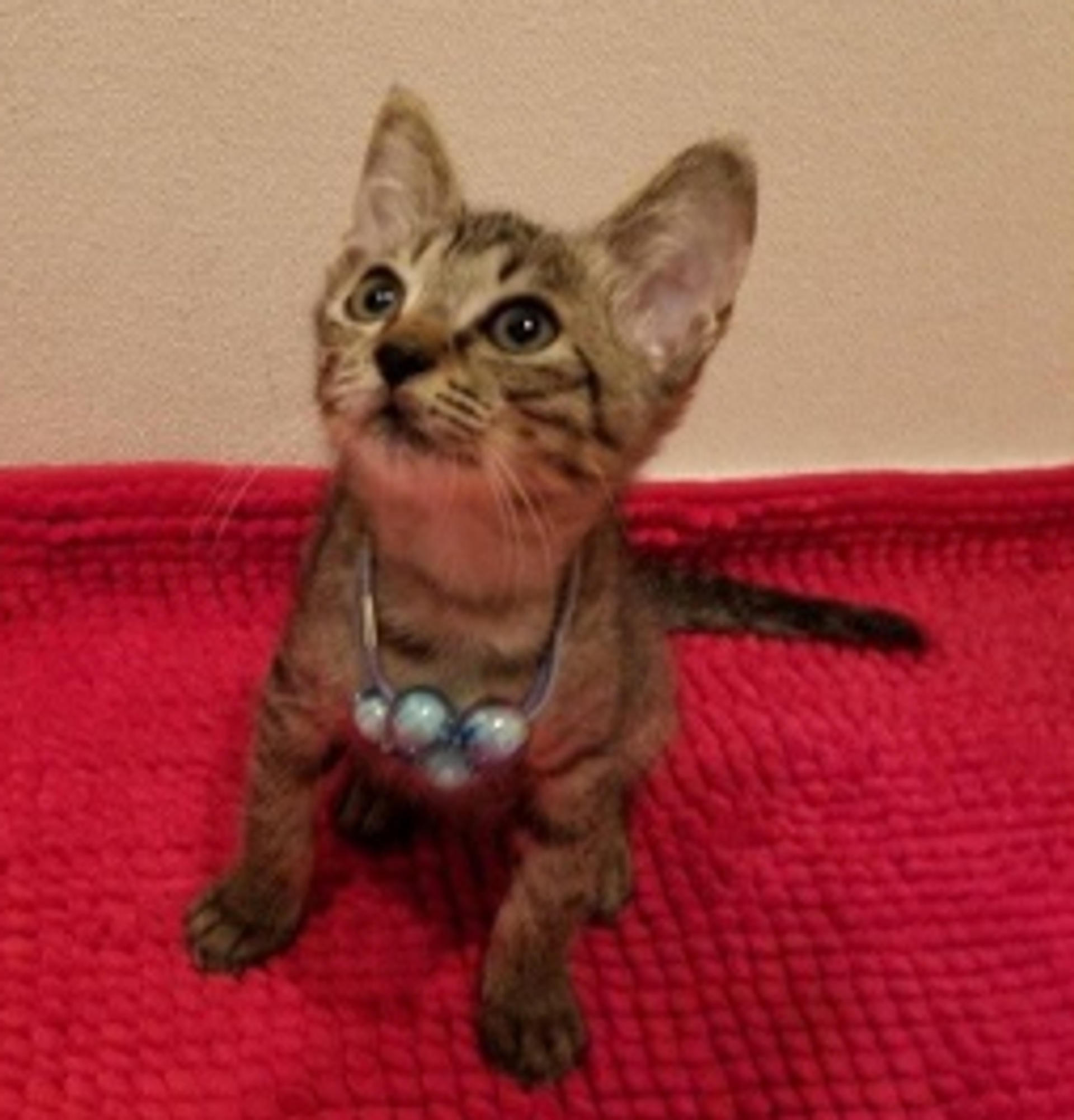 pet-image-3