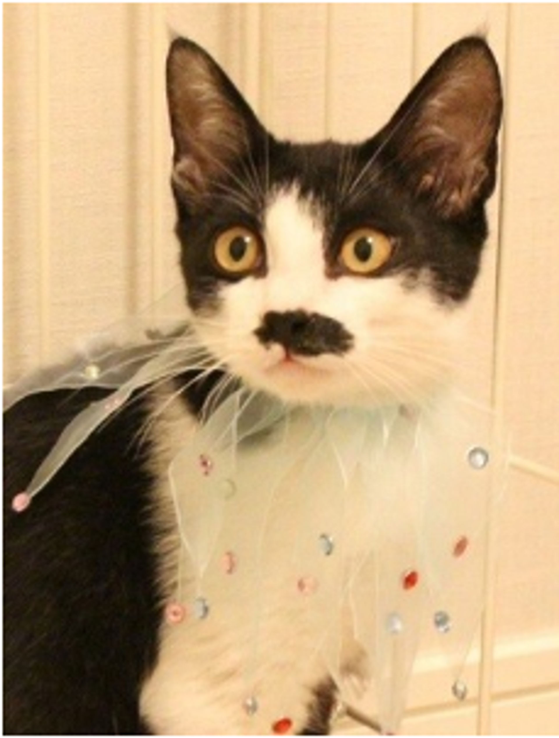 雑種（ミックス猫）・オスの里親募集の写真