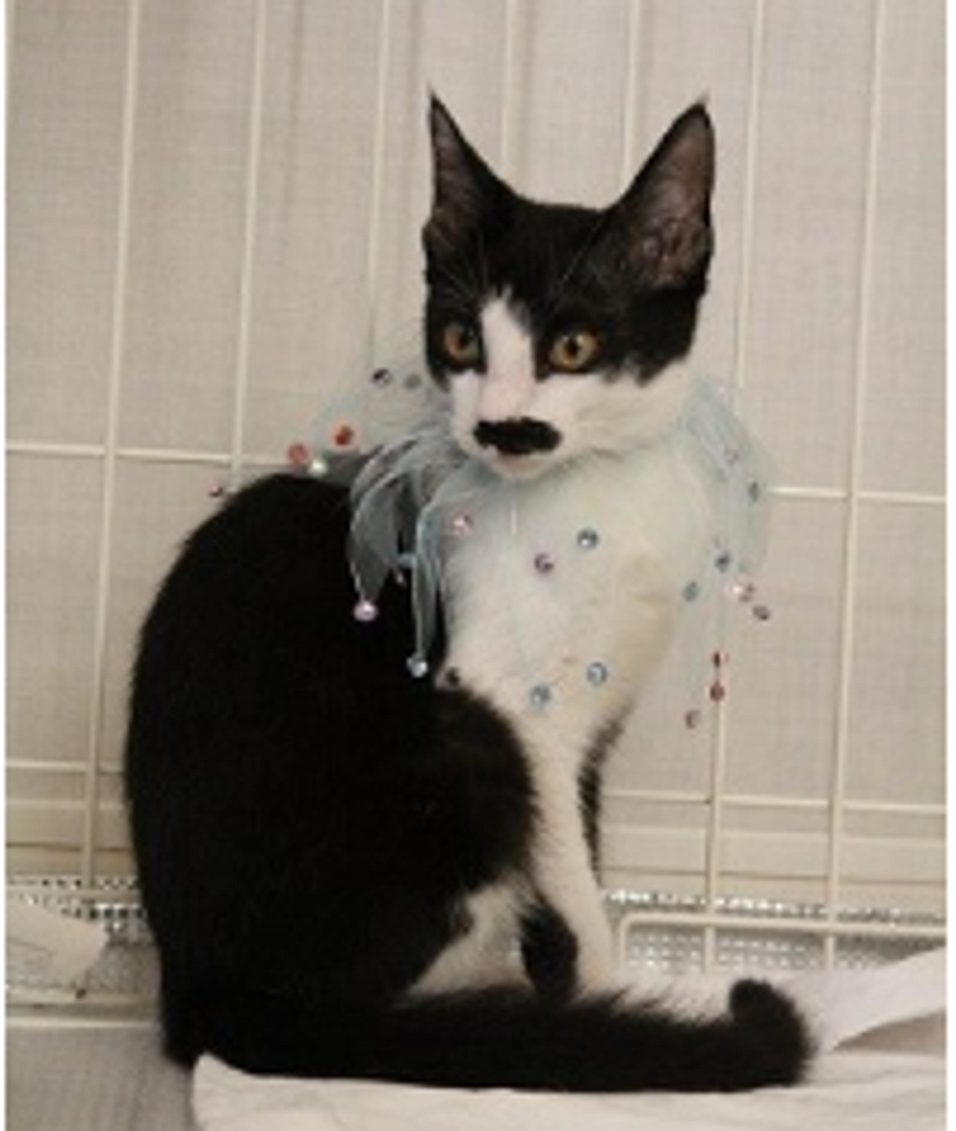 pet-image-4