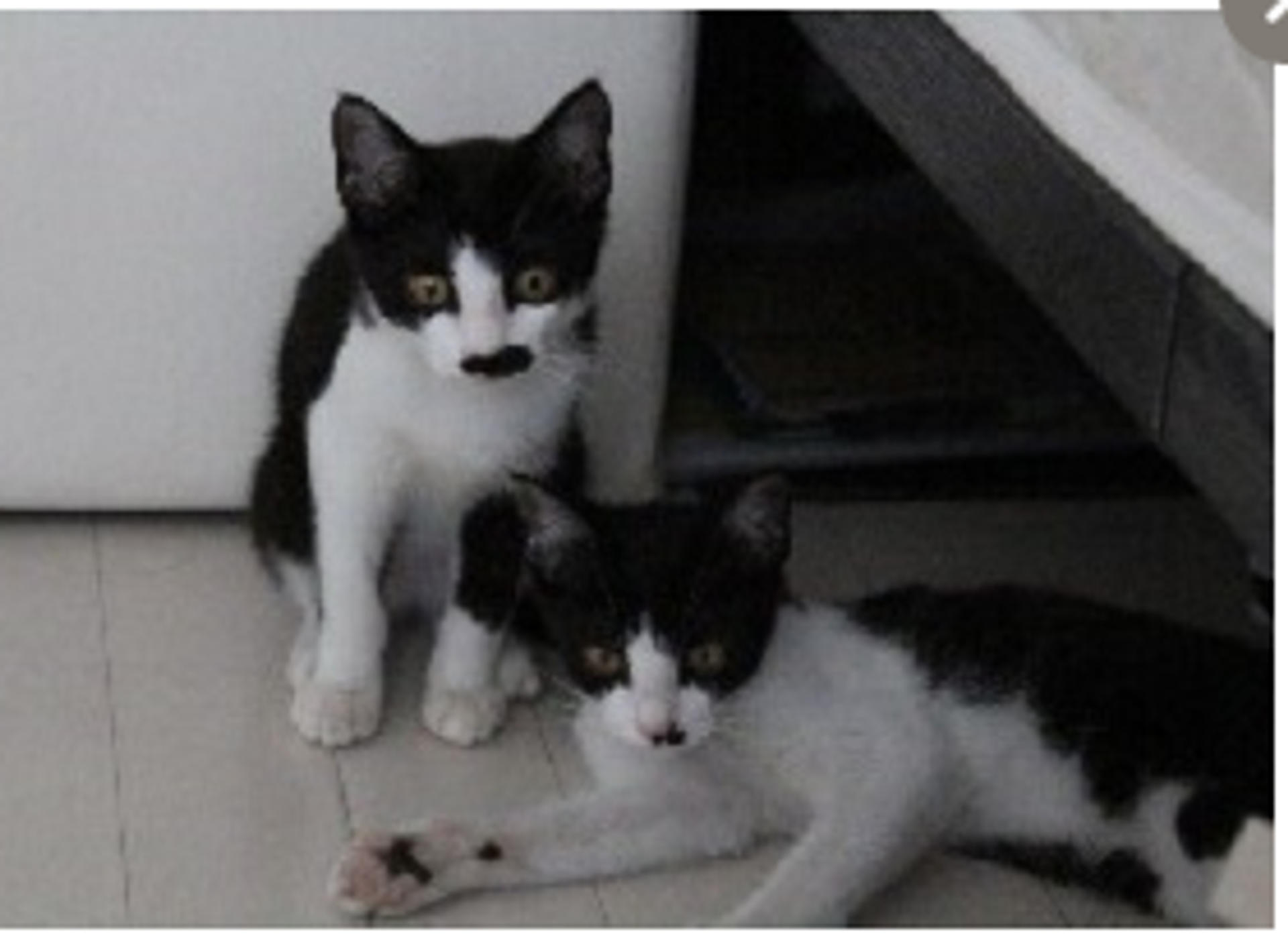 pet-image-5