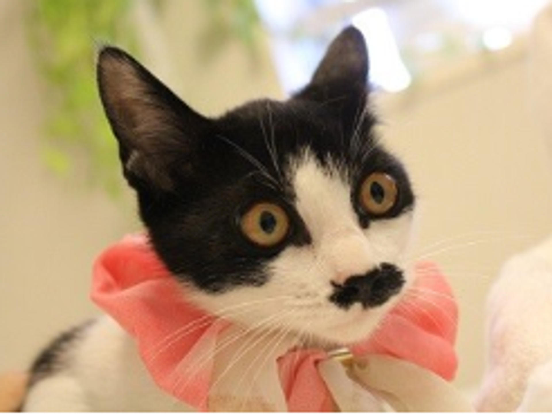 pet-image-6