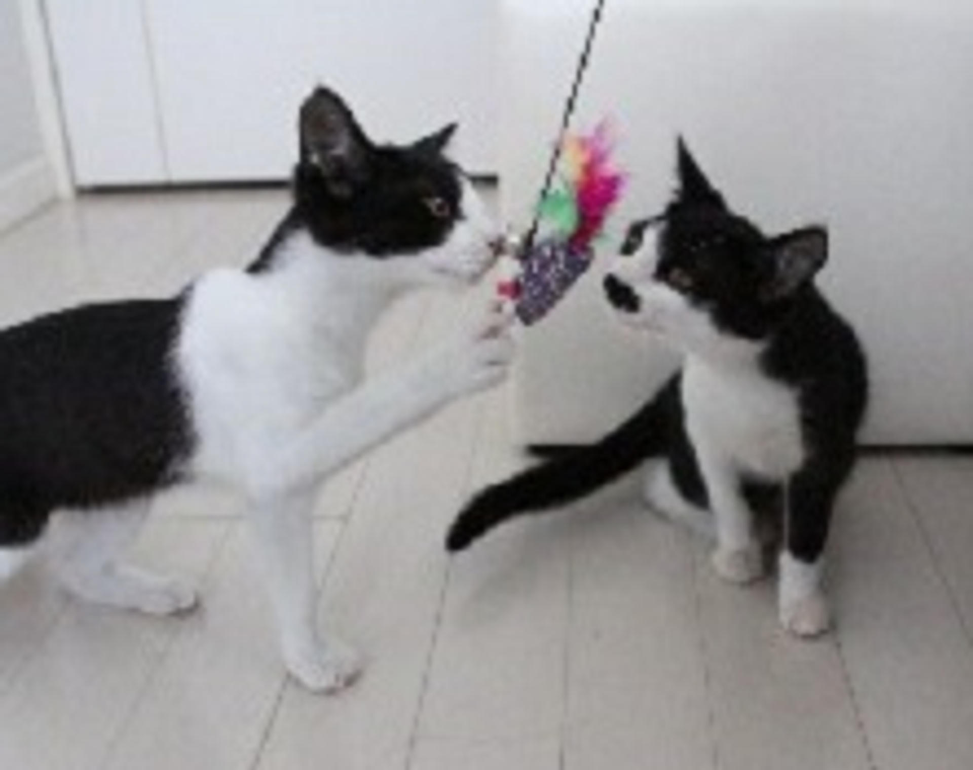 pet-image-7