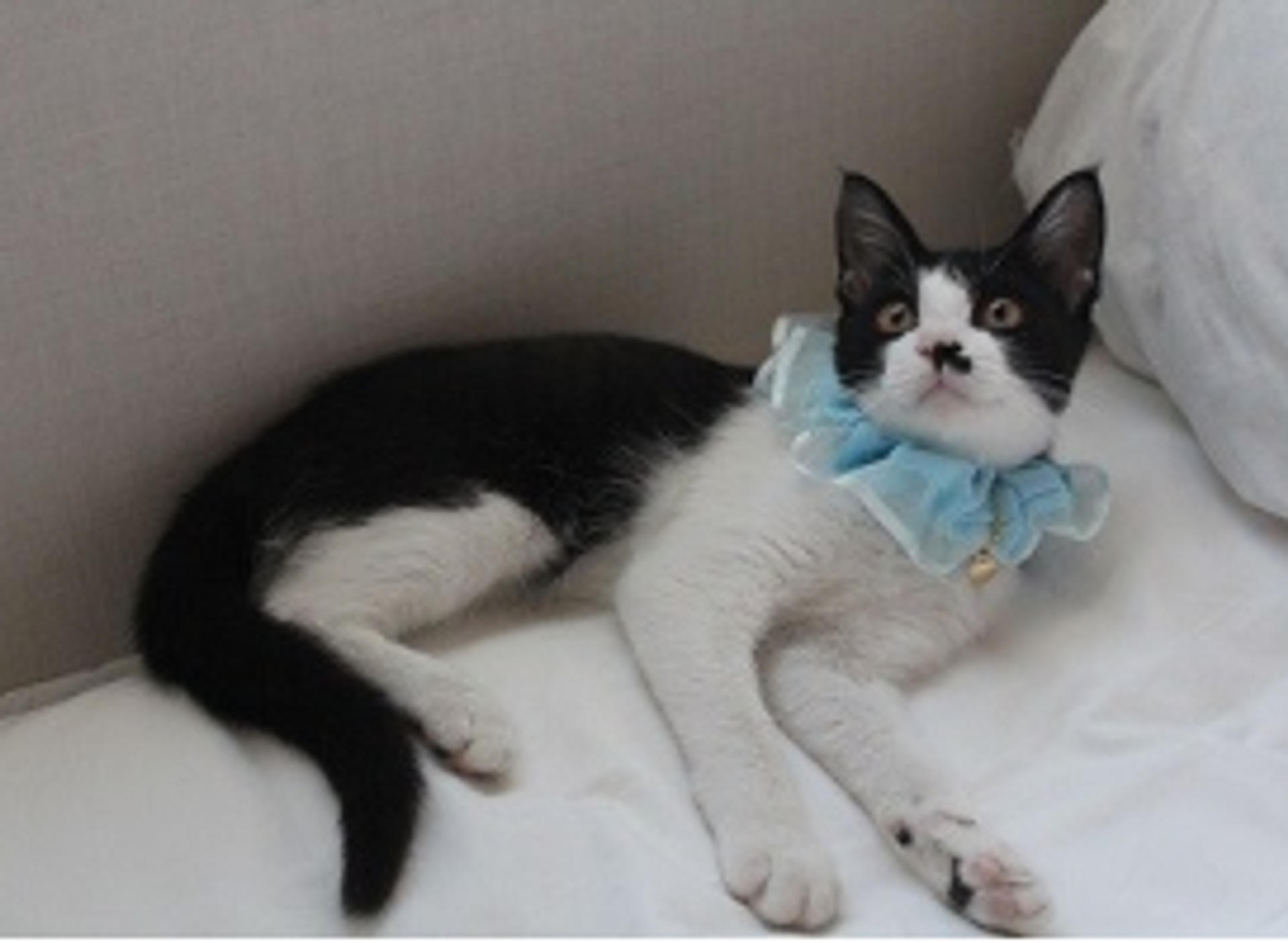 pet-image-5