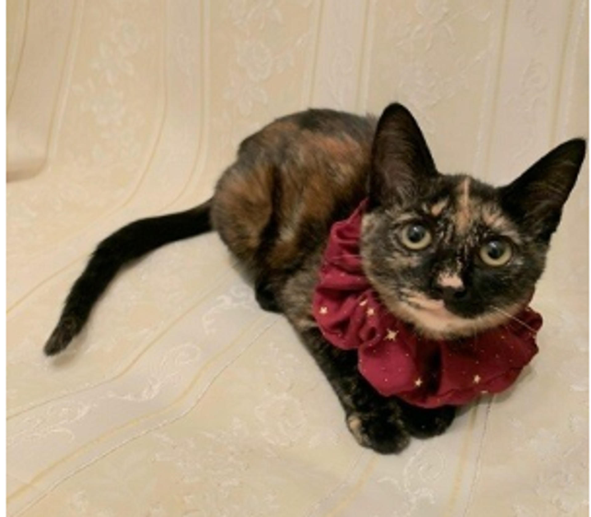 pet-image-4