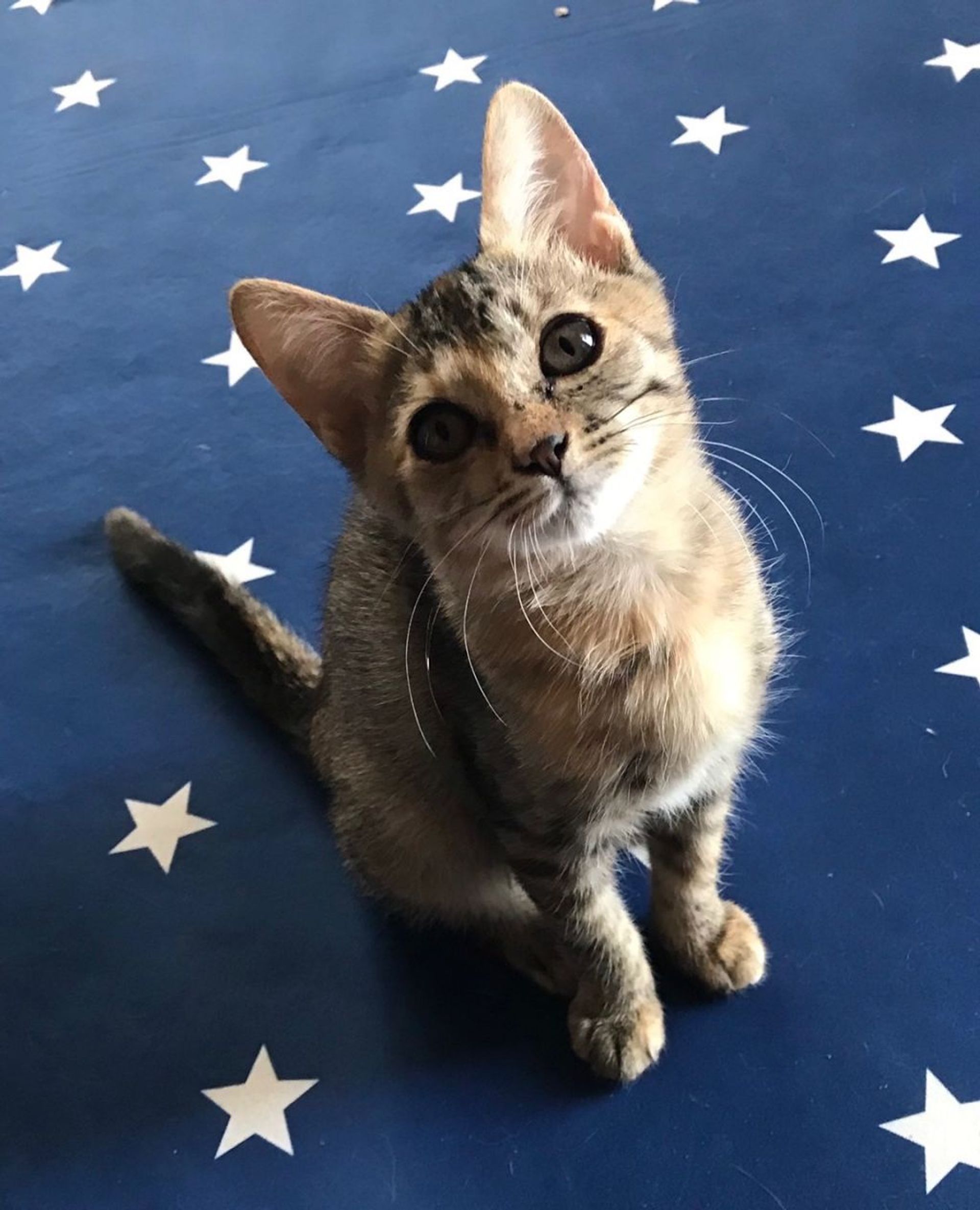 雑種（ミックス猫）・メスの里親募集の写真