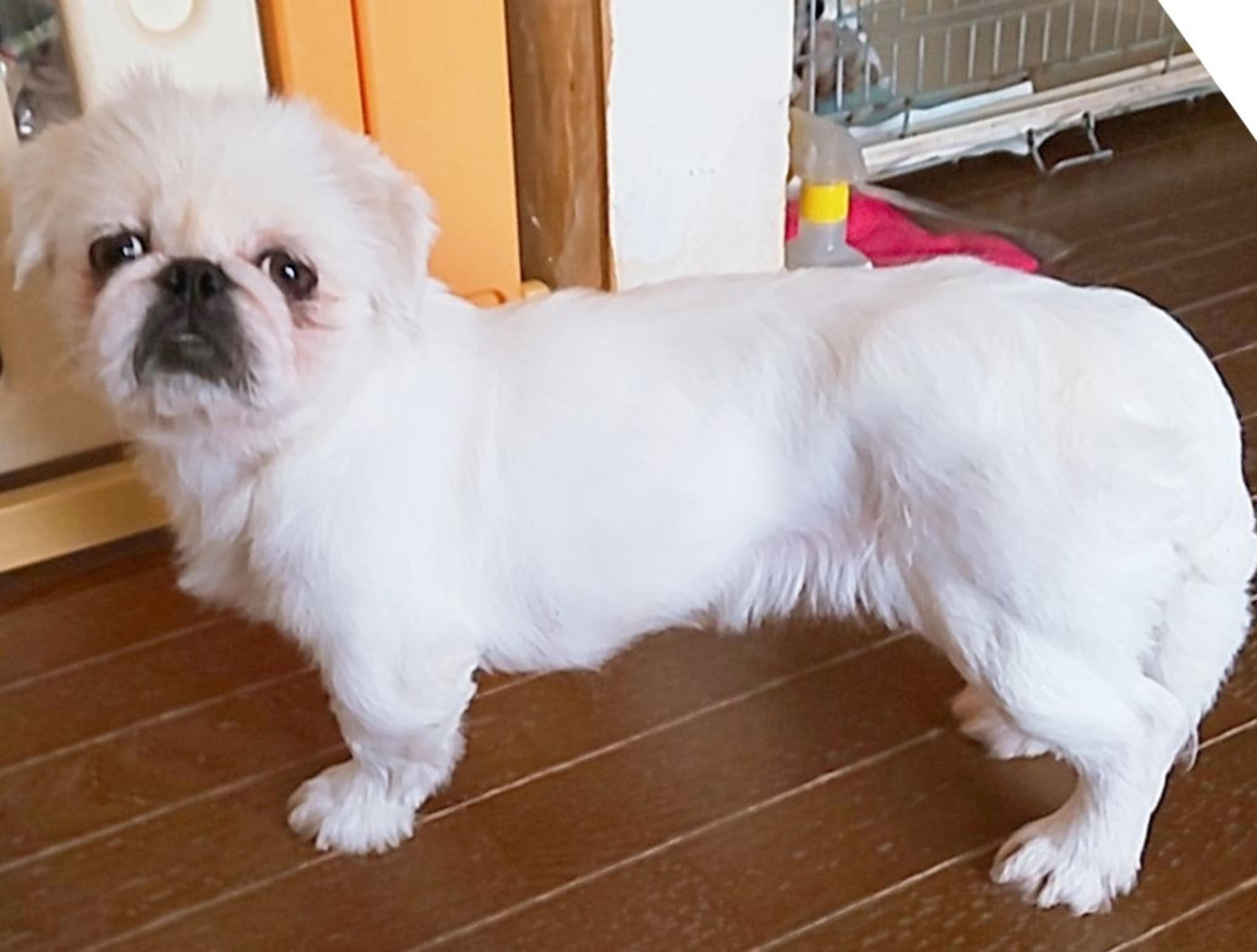 pet-image-2