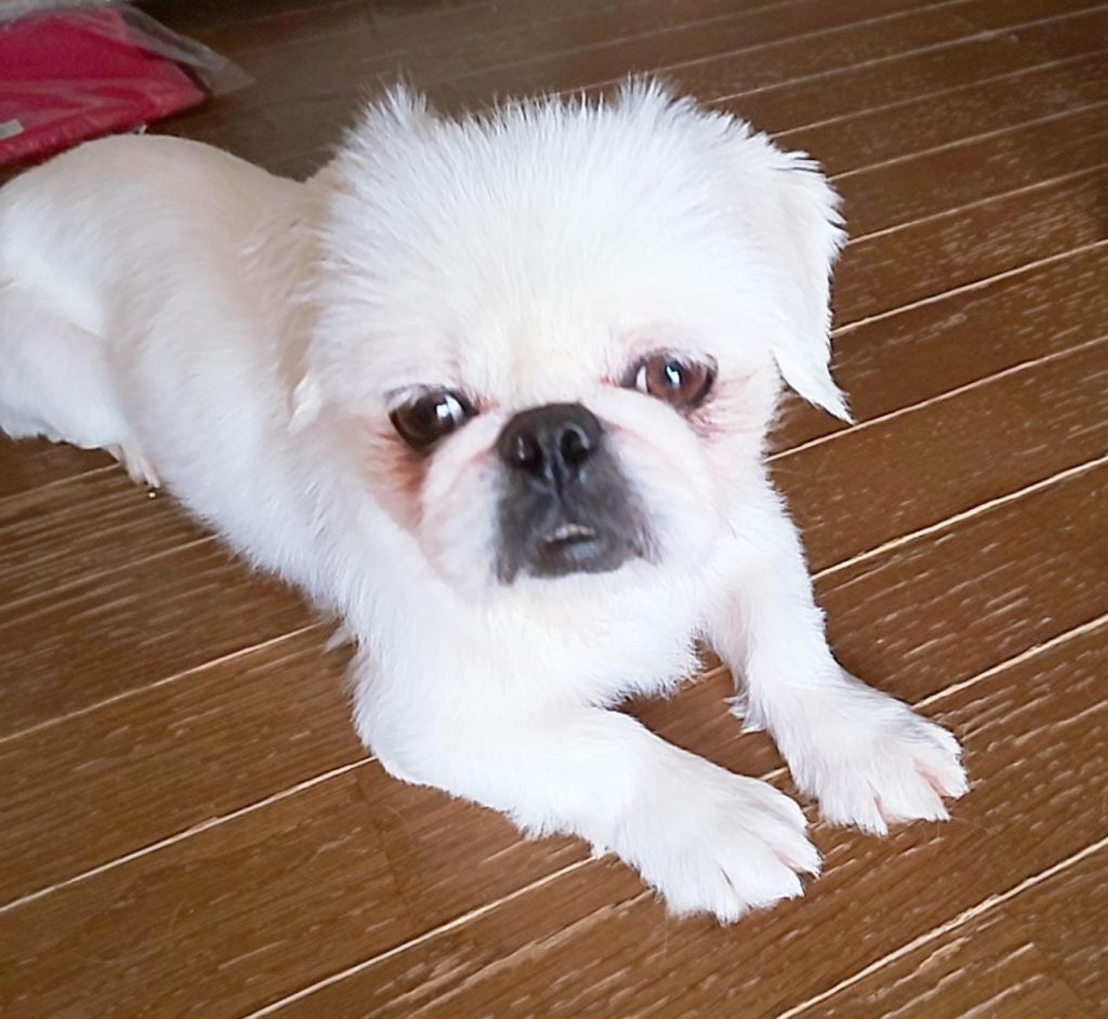pet-image-3