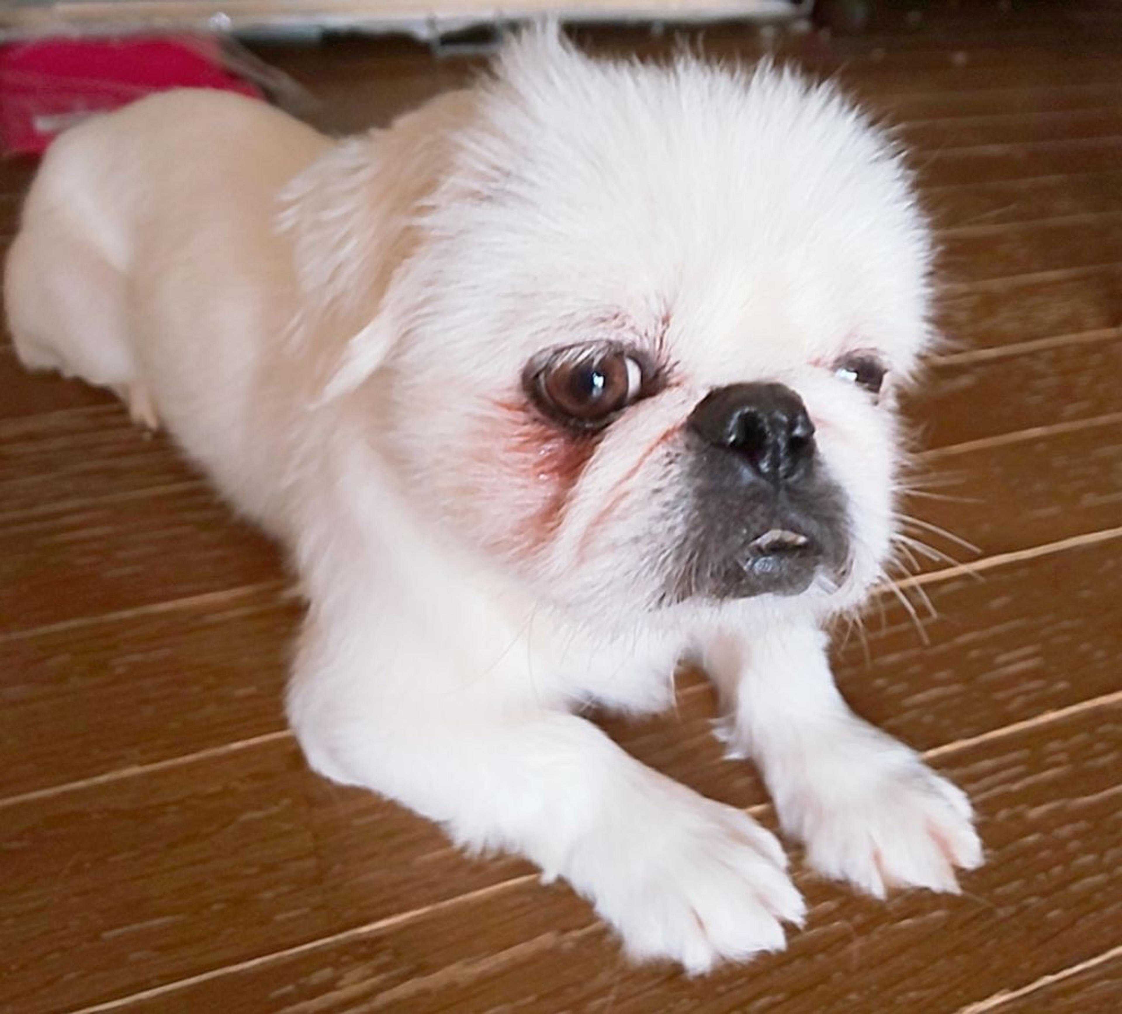pet-image-4