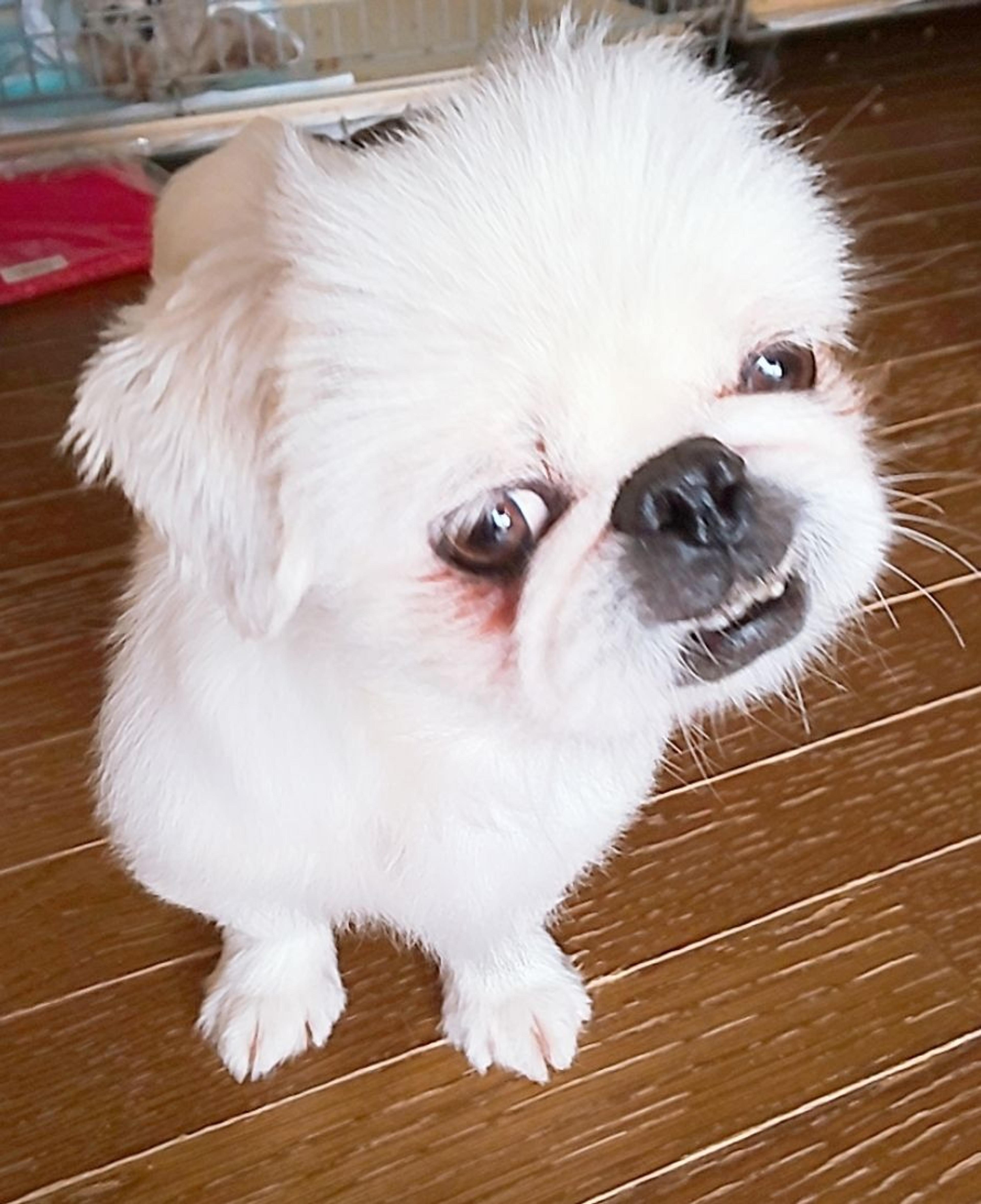 pet-image-5