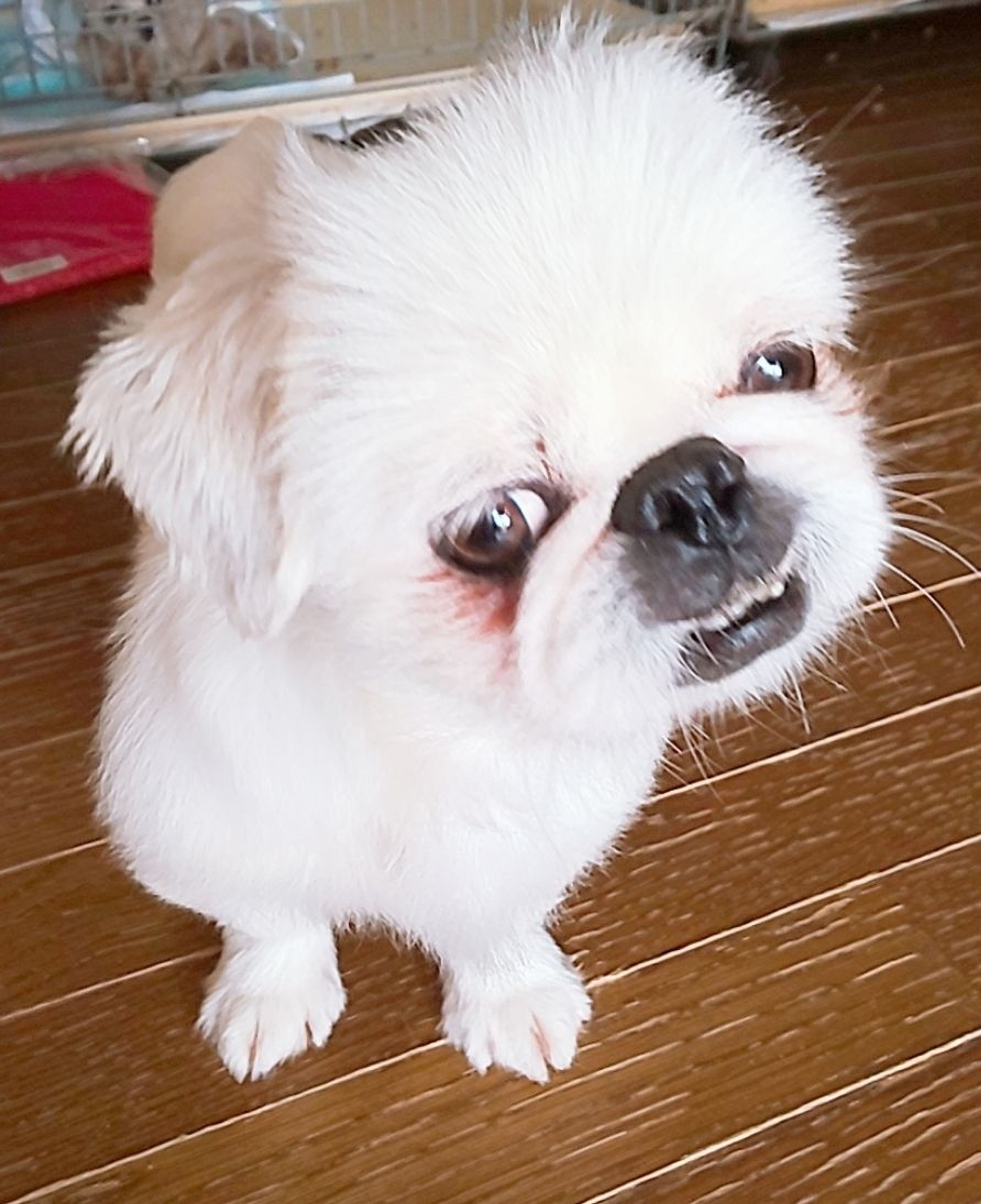 pet-image-5