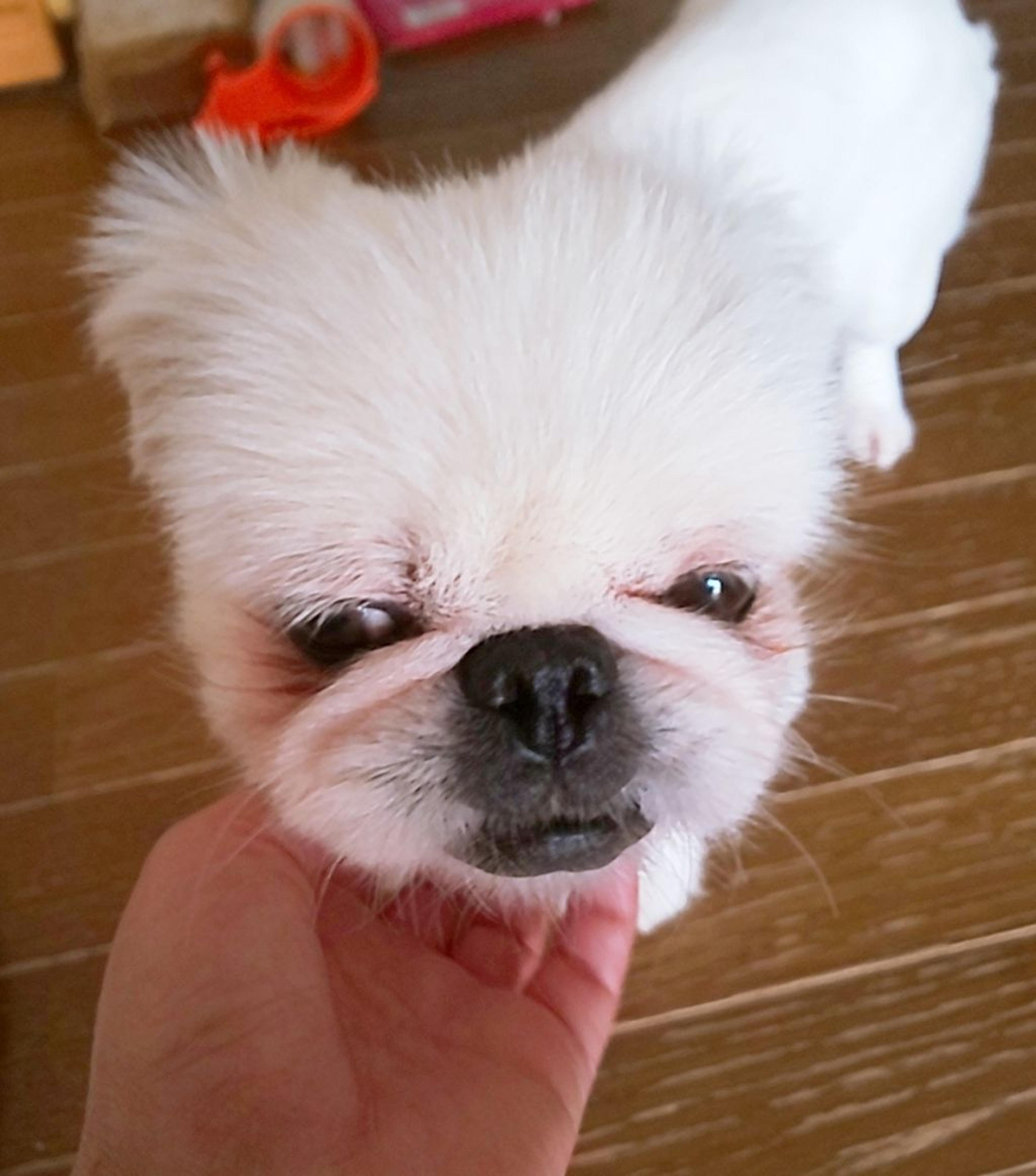 pet-image-6