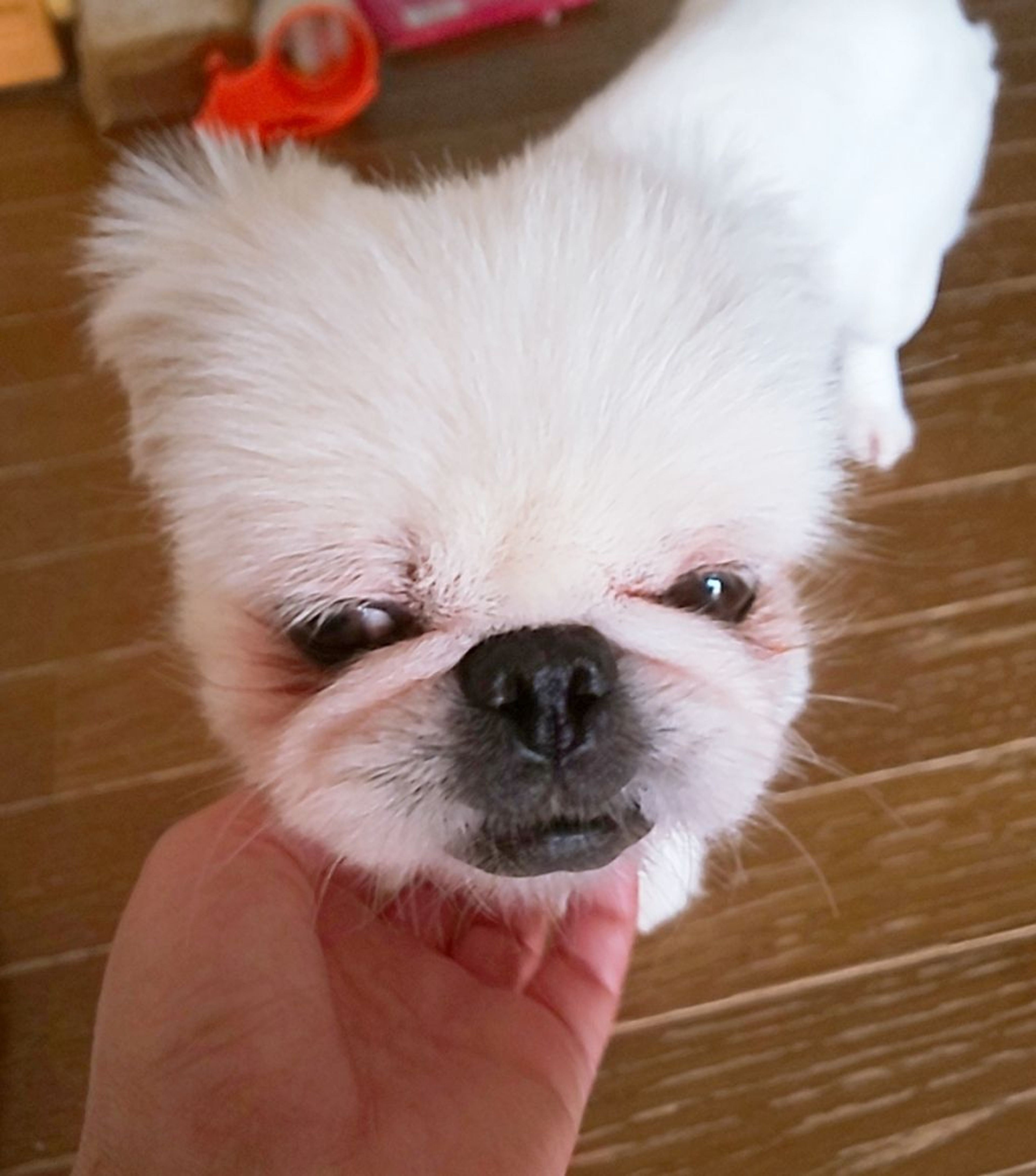 pet-image-6