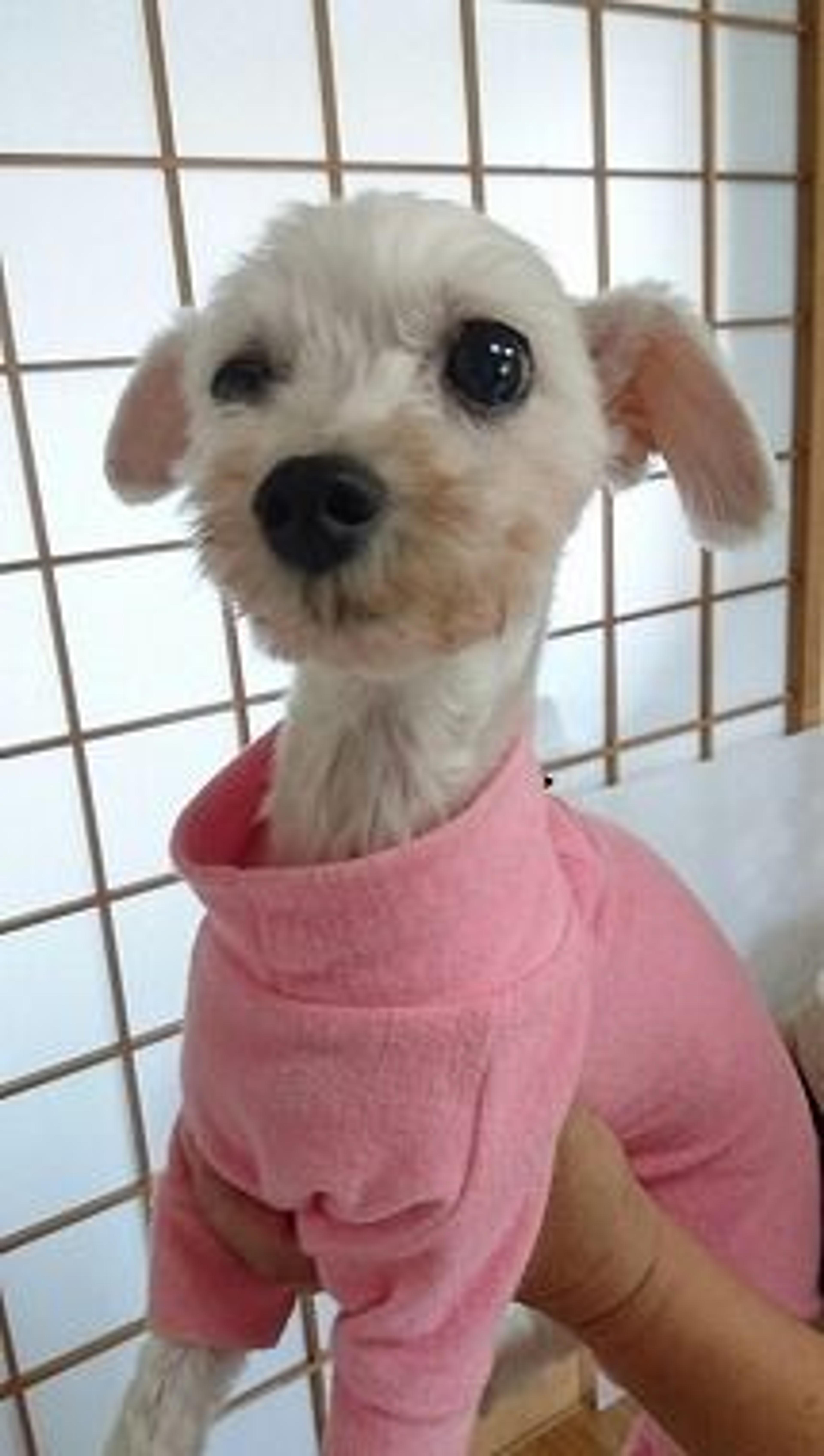 pet-image-2