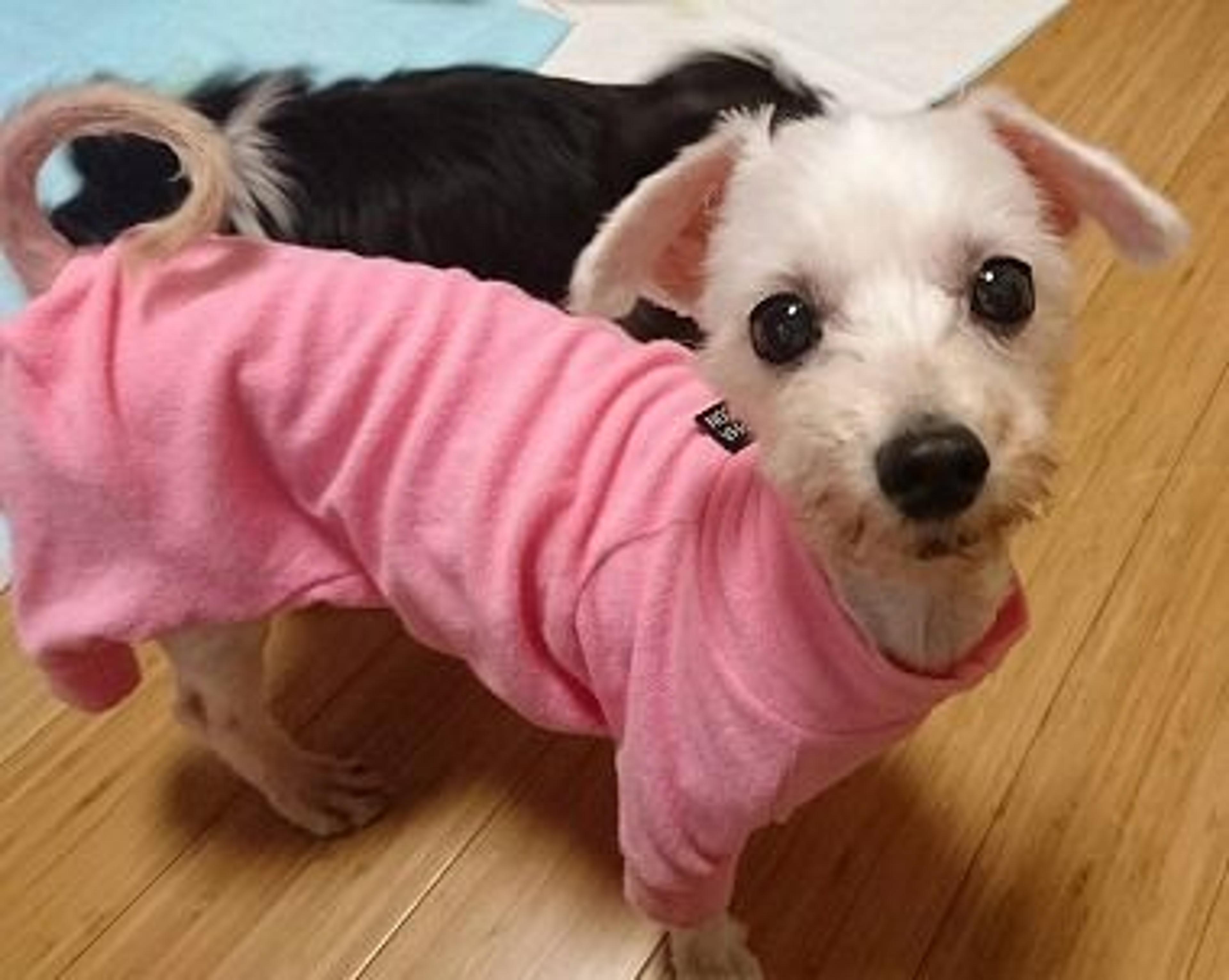 pet-image-3