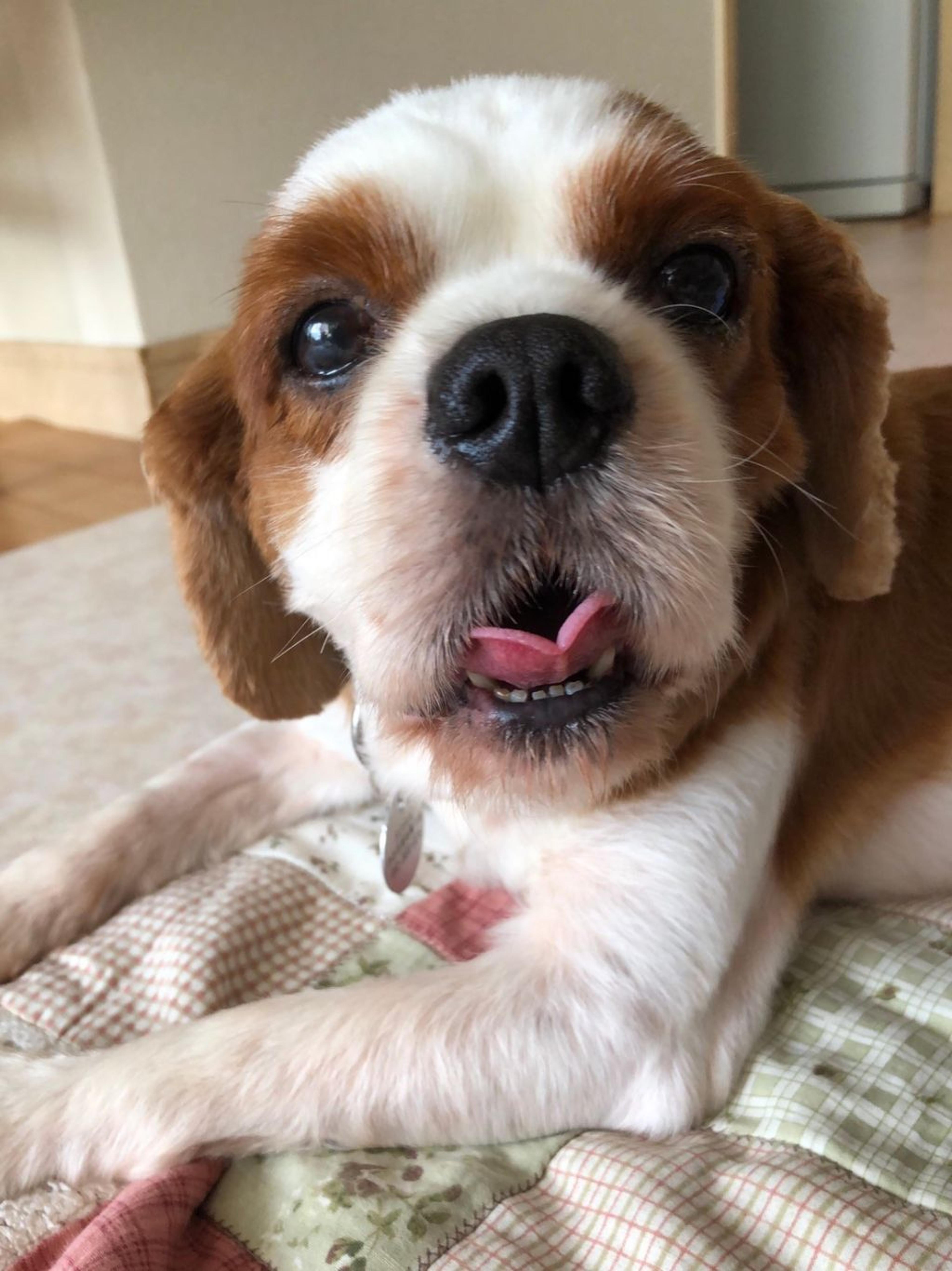 pet-image-2