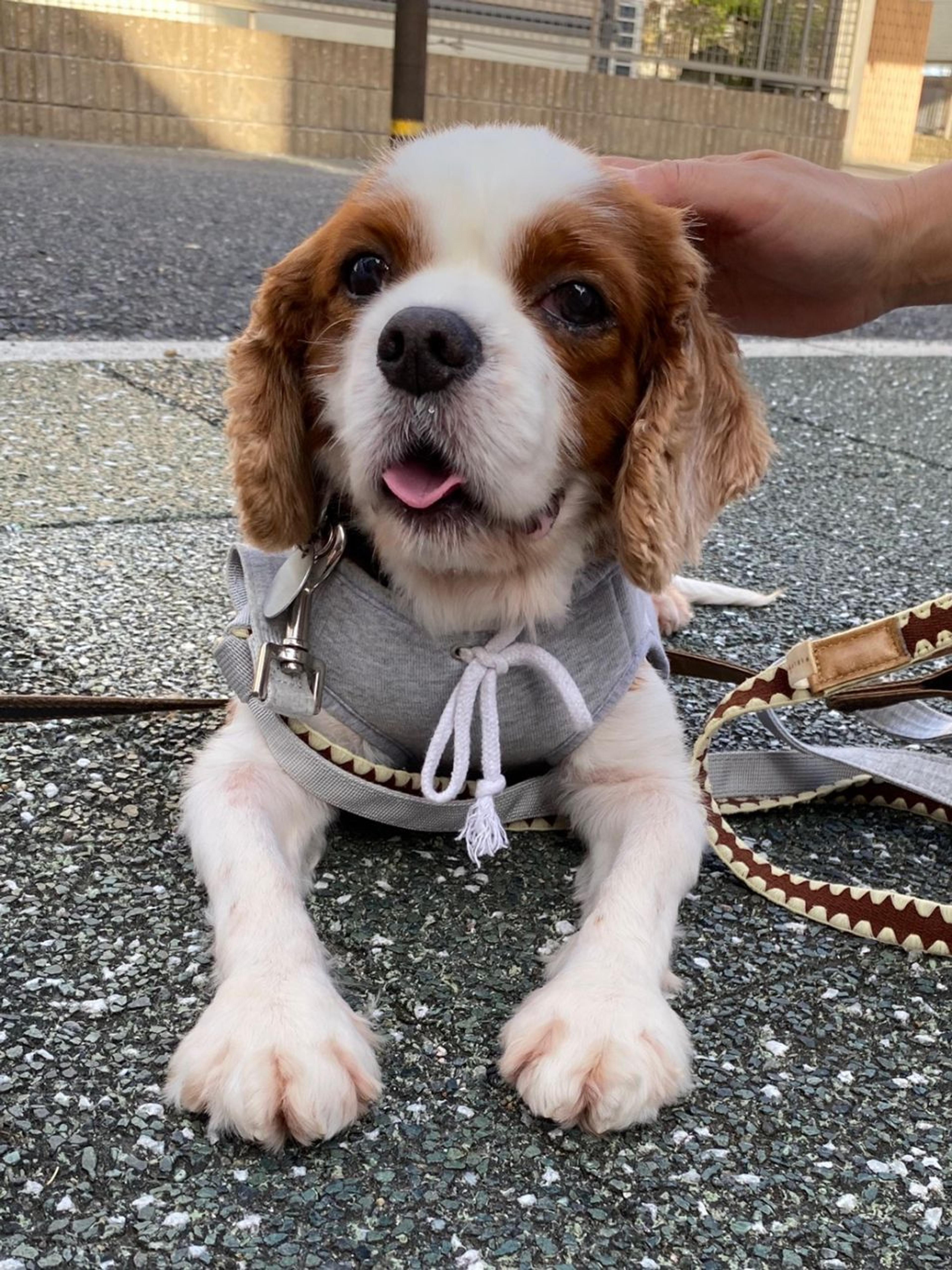 pet-image-3